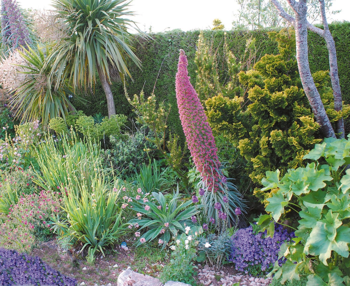 Mixed garden border with a towering echium spire, cordyline, and blue campanula