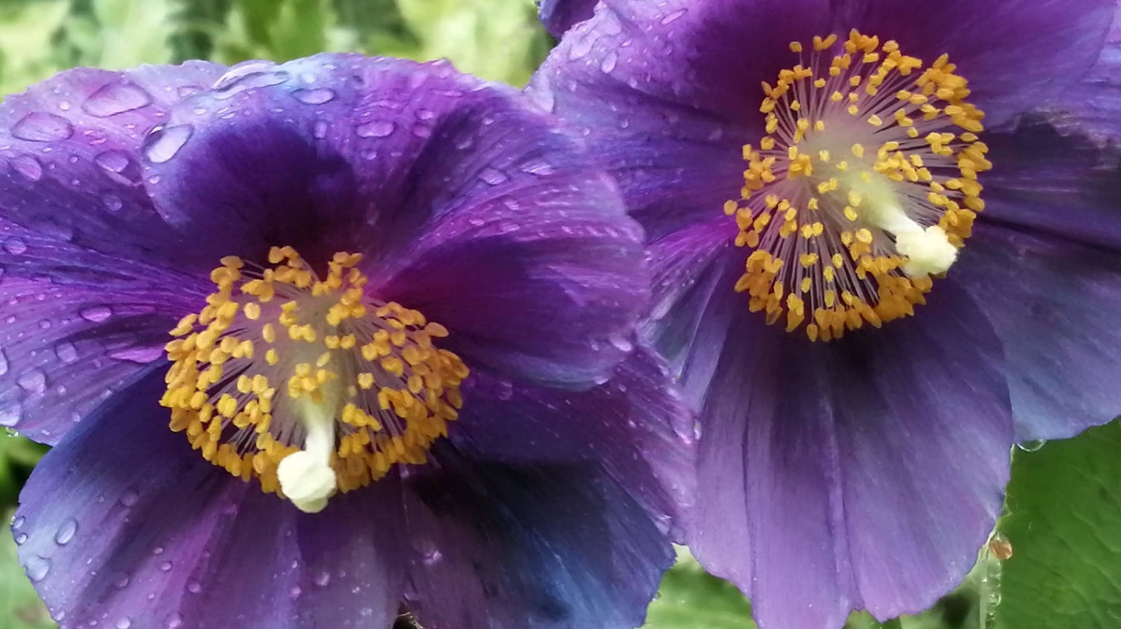 Viola Mandshurica 'Fuji Dawn'