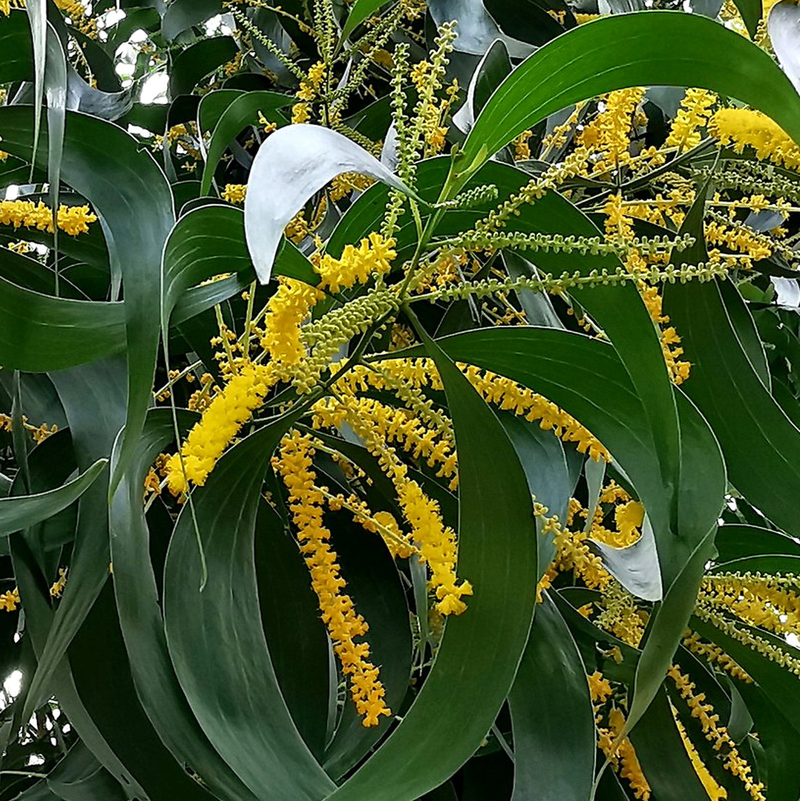 Acacia Auriculiformis