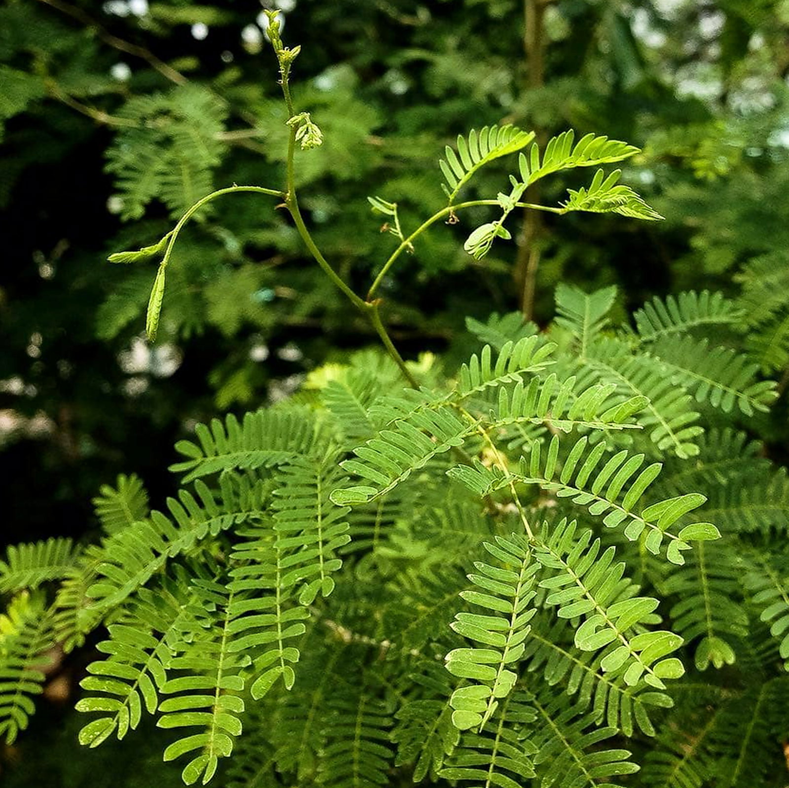 Acacia Senegal