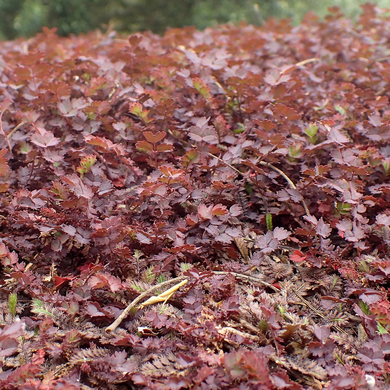 Acaena Inermis Purpurea