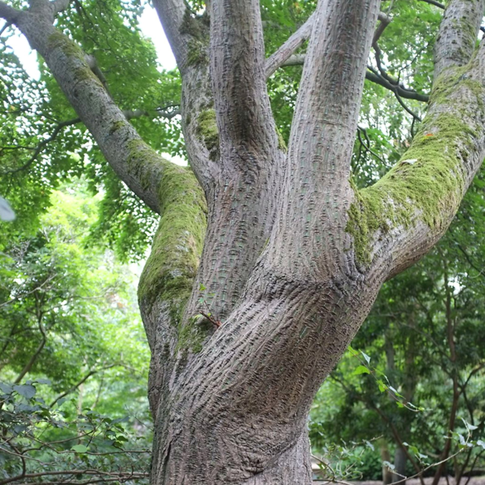 Acer Capillipes