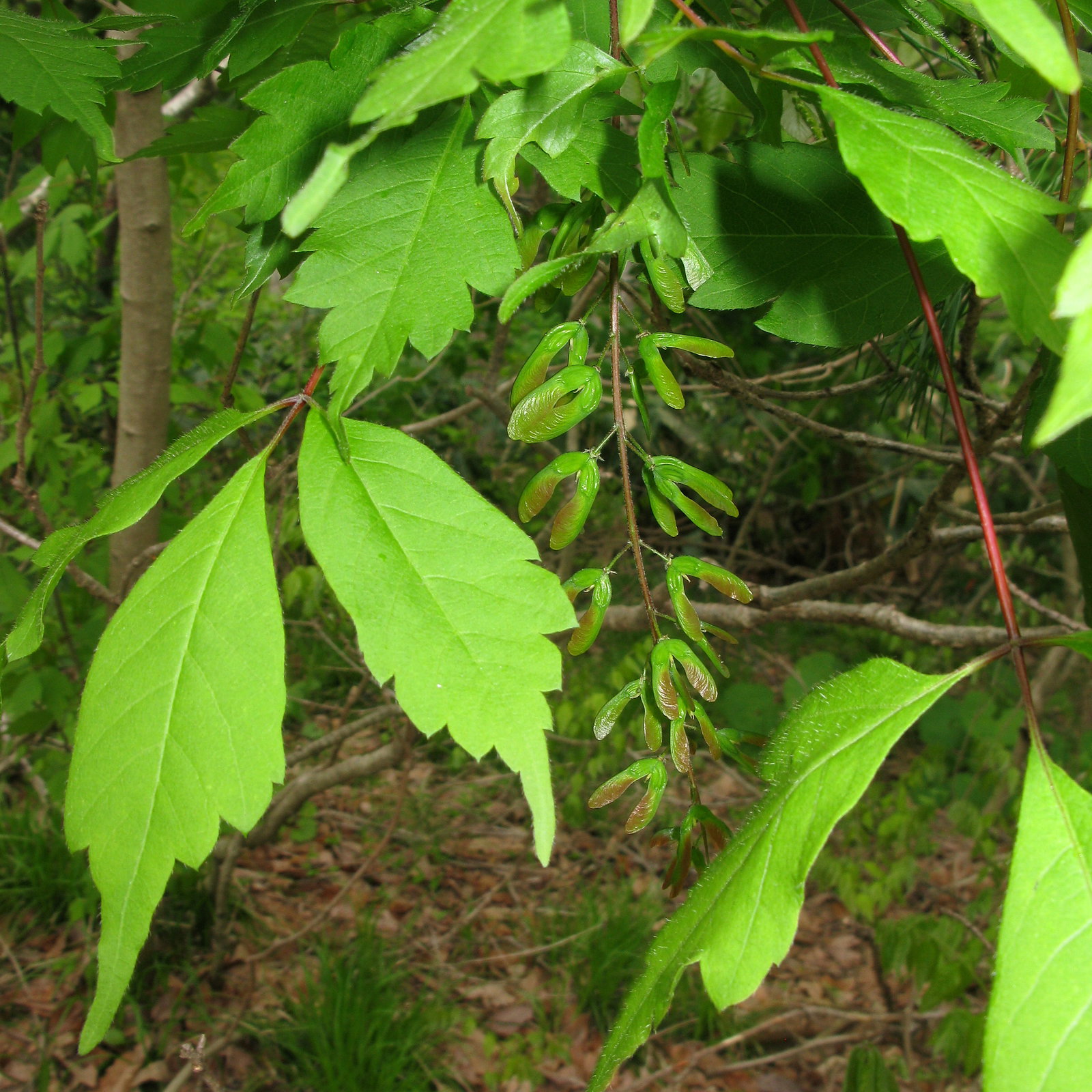 Acer Cissifolium