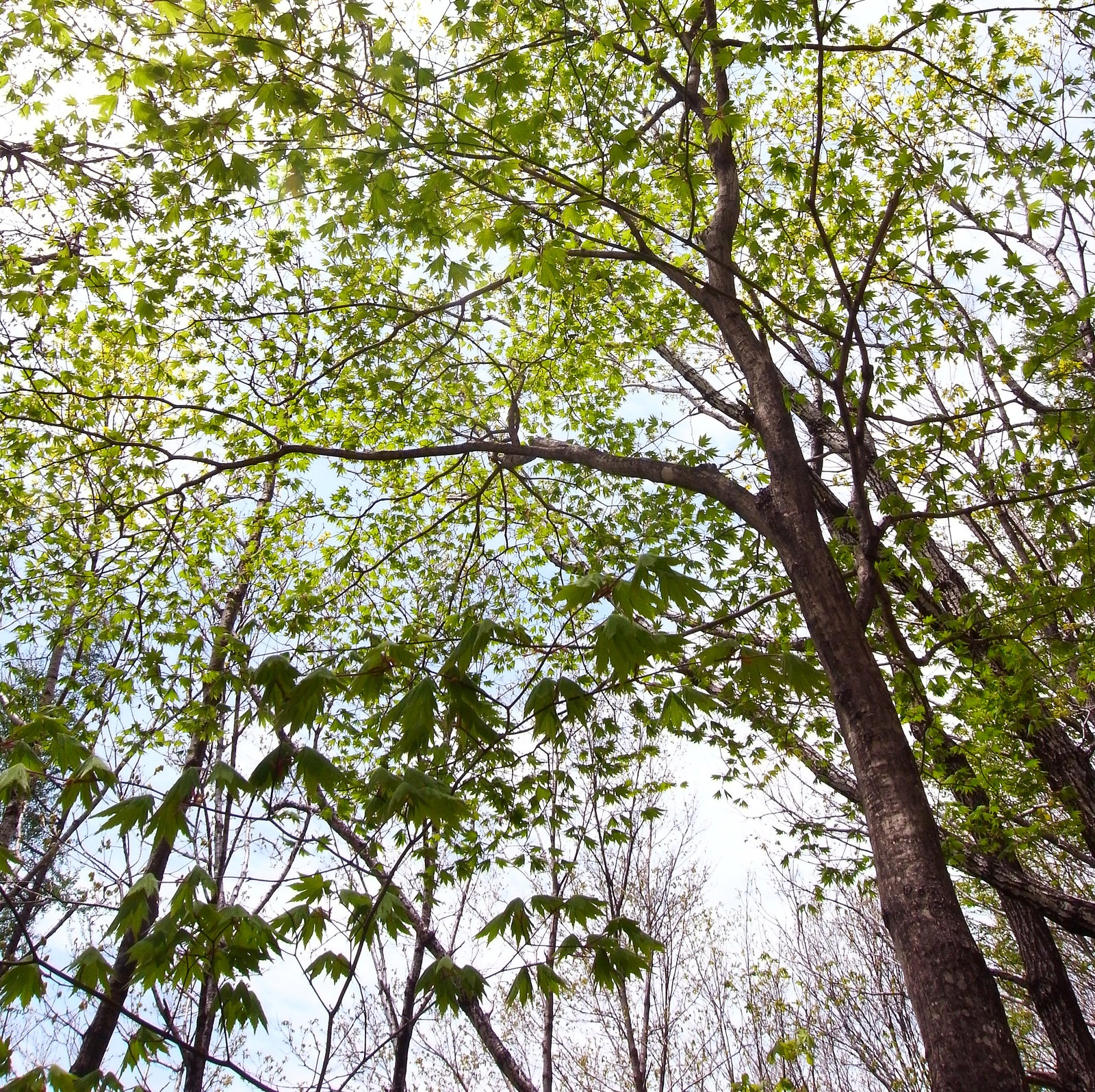 Acer Pseudosieboldianum