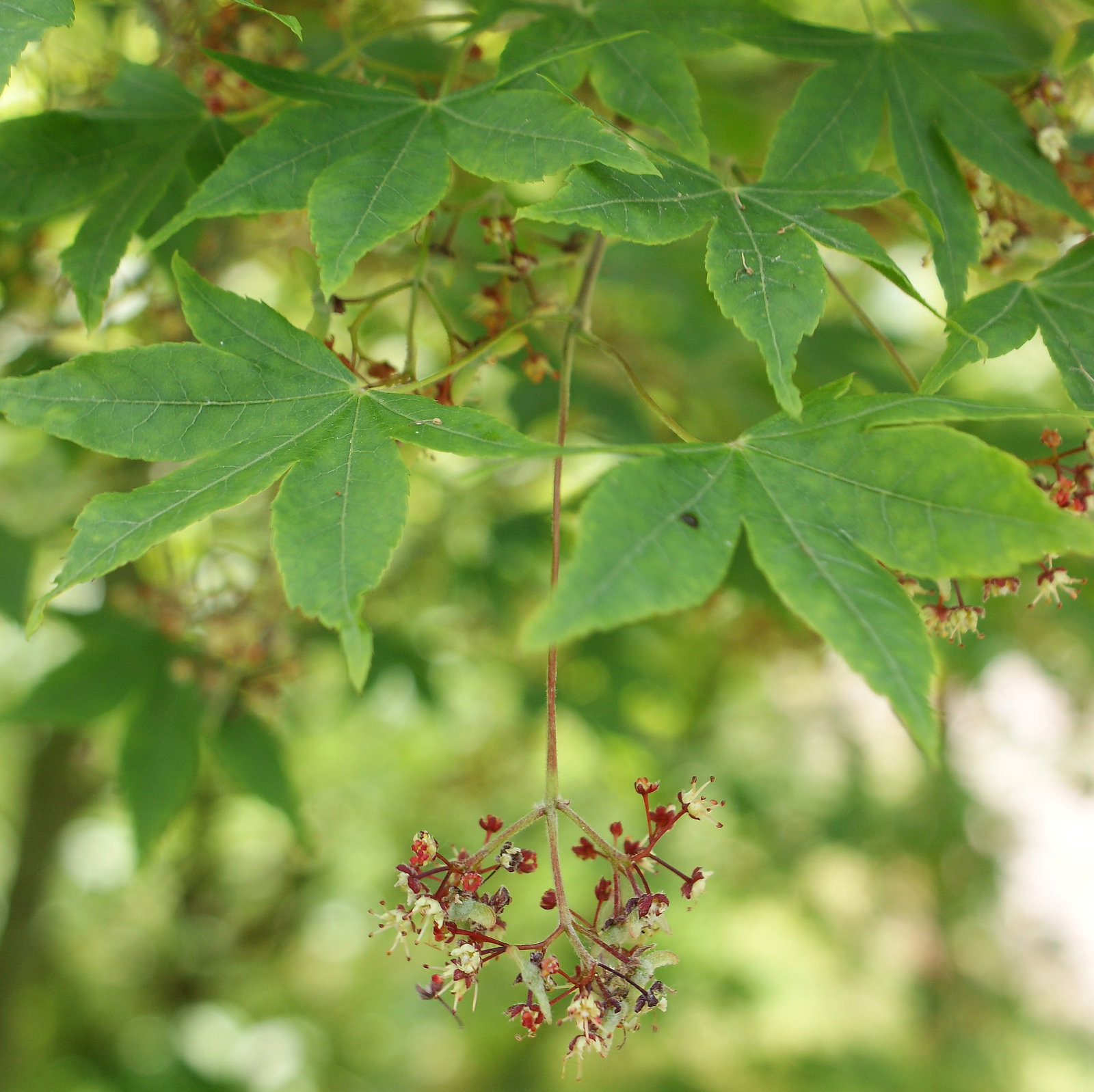 Acer Pubipalmatum