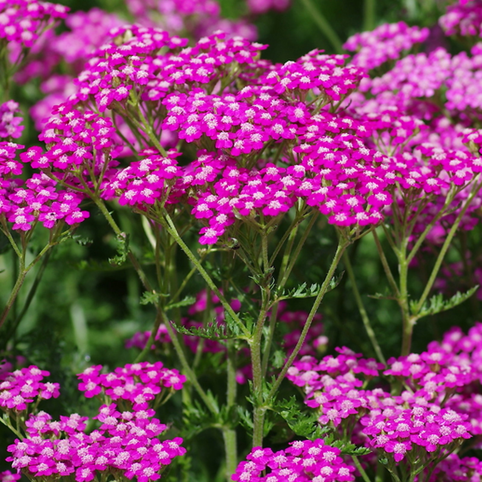Achillea Millefolia 'Cerise Queen'