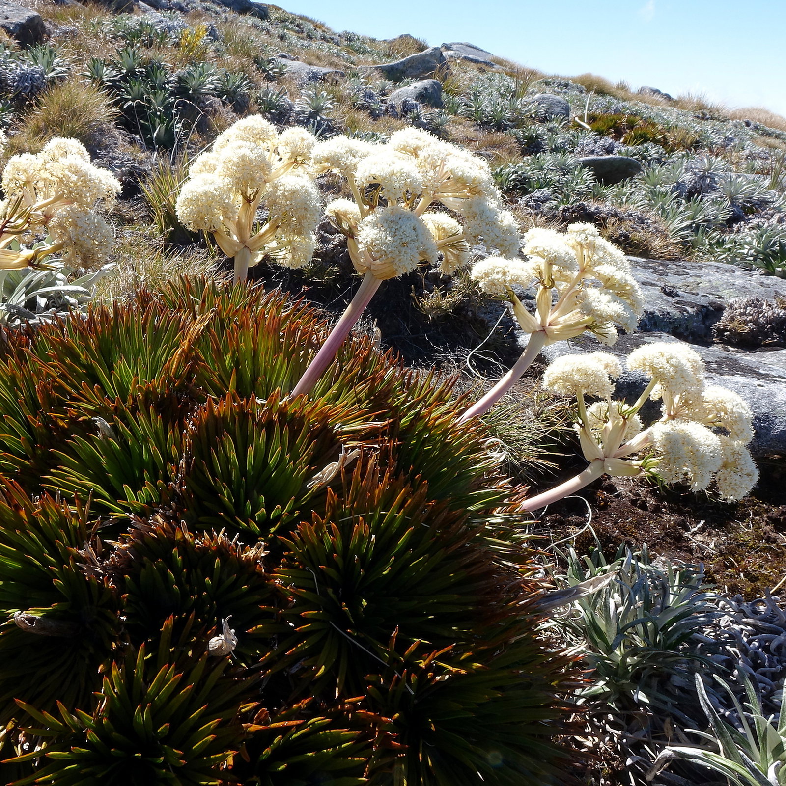 Aciphylla Congesta