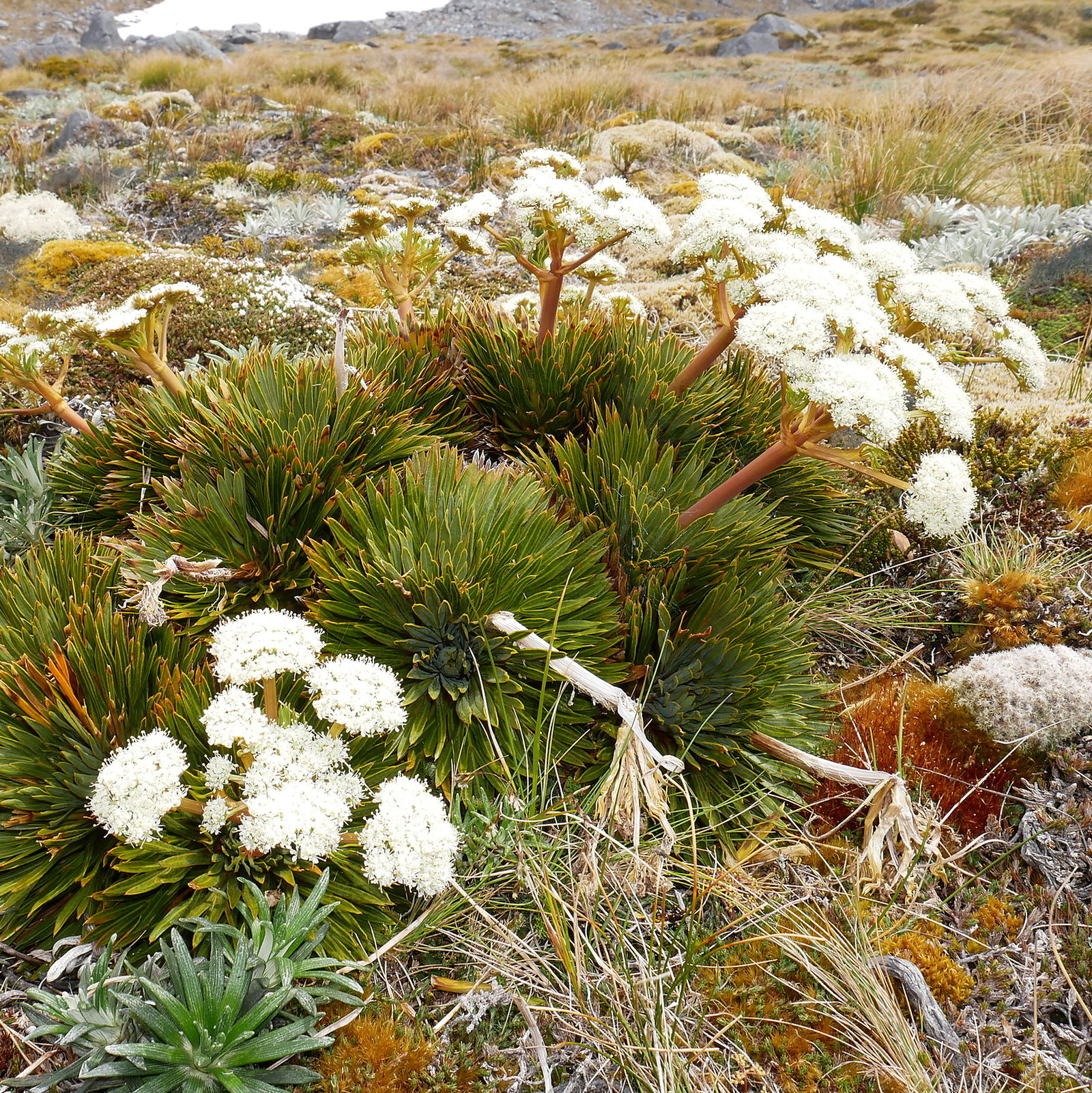 Aciphylla Crosby-Smithii