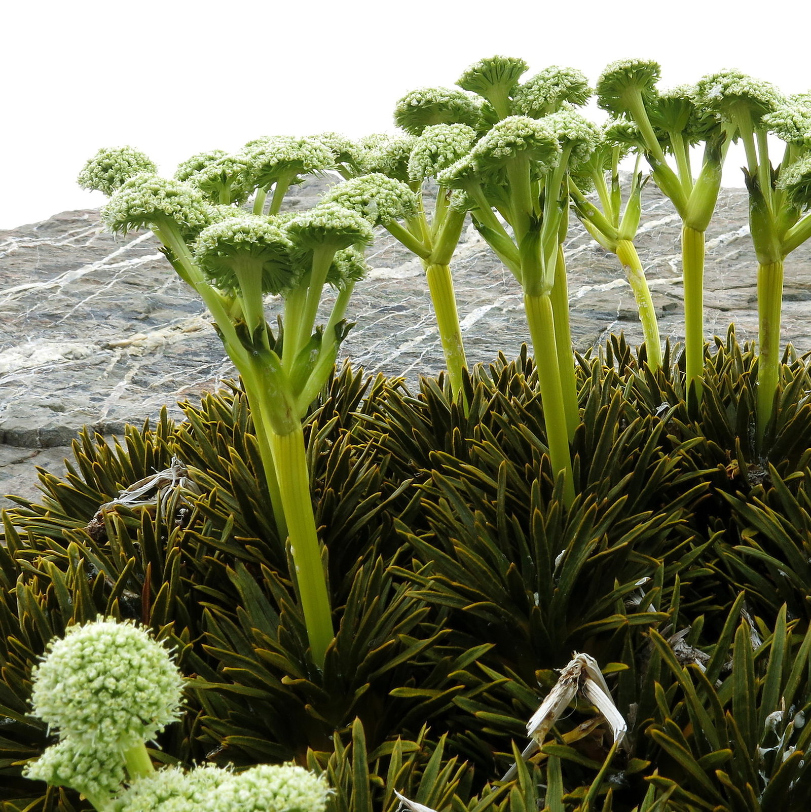 Aciphylla Dobsonii
