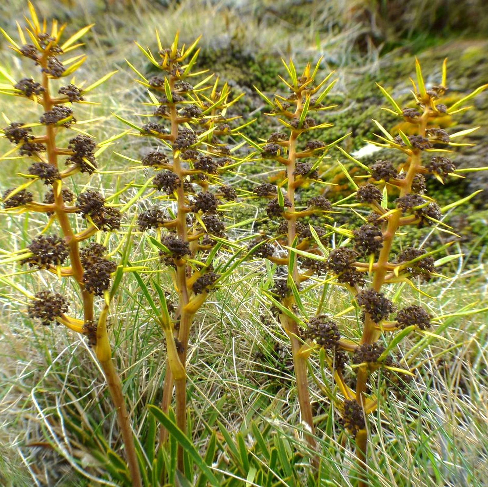 Aciphylla Hectorii Andkirkii