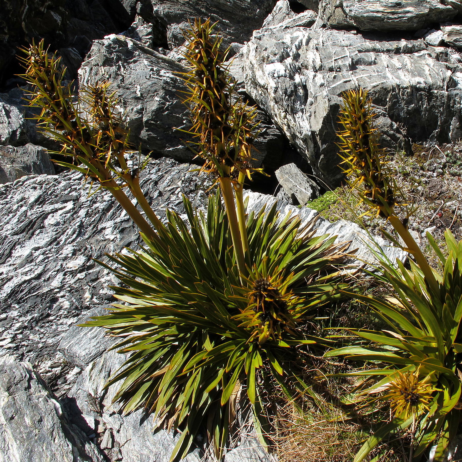Aciphylla Kirkii