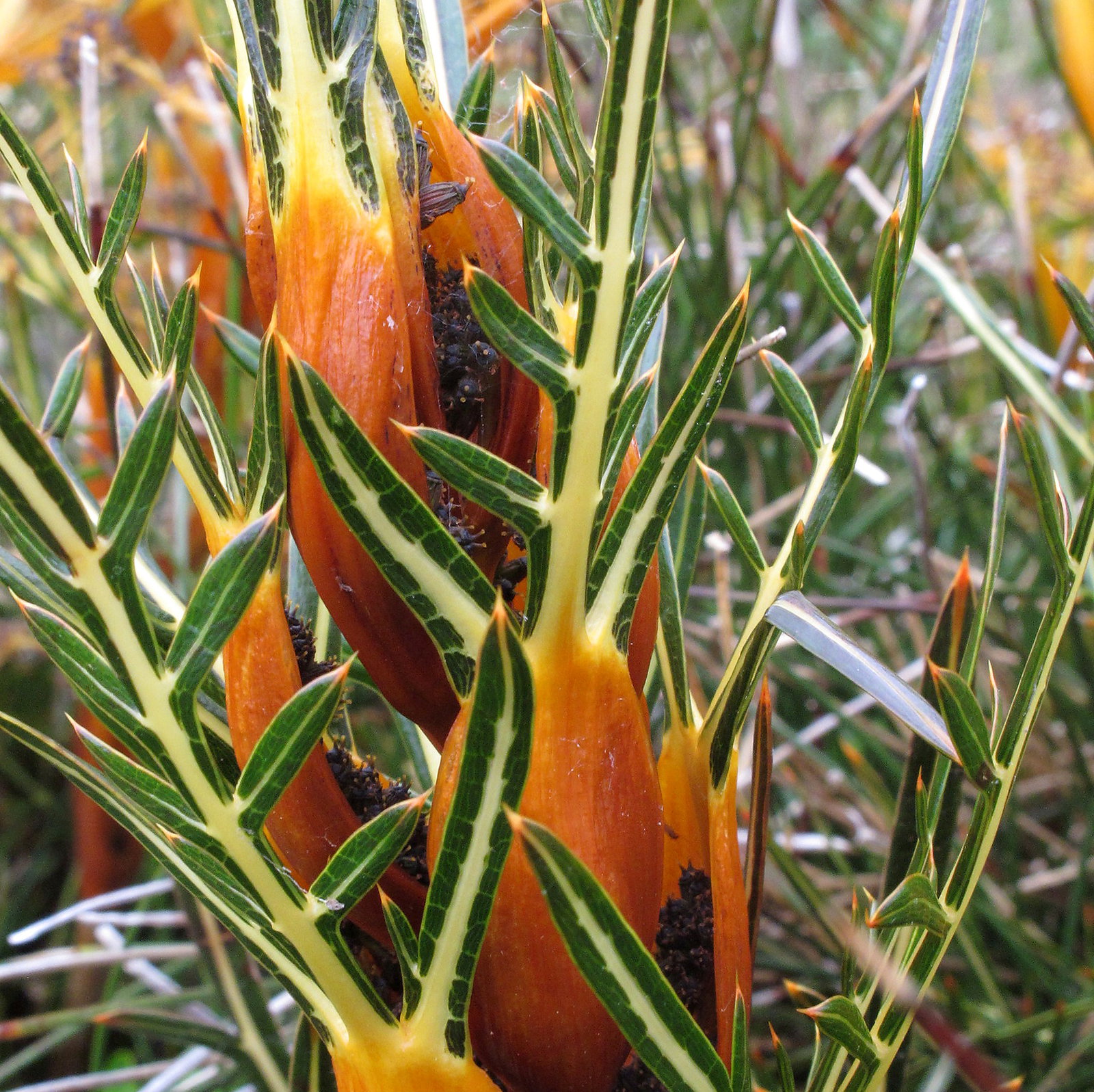 Aciphylla Pinnatifida