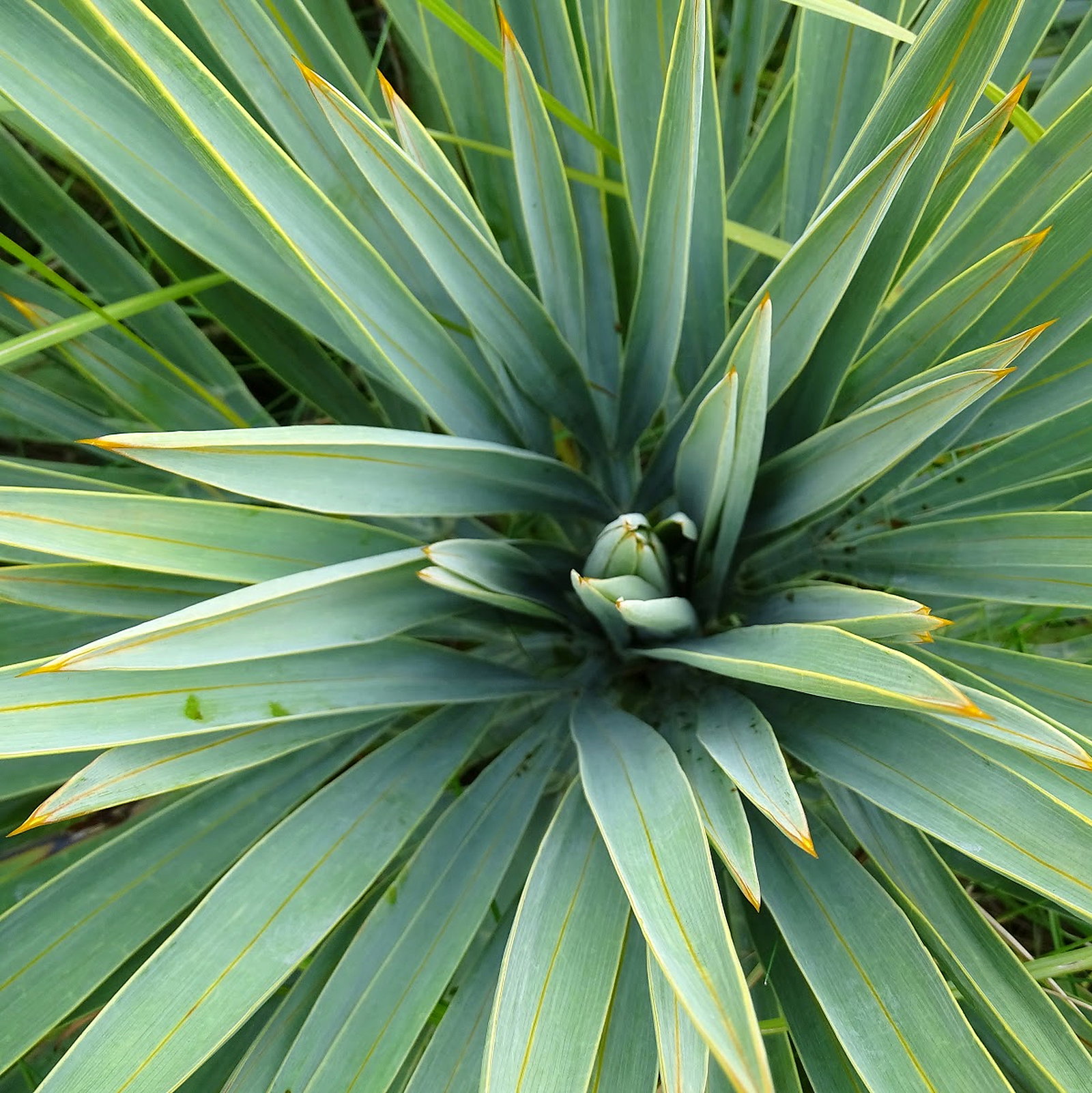 Aciphylla Scott-Thompsonii