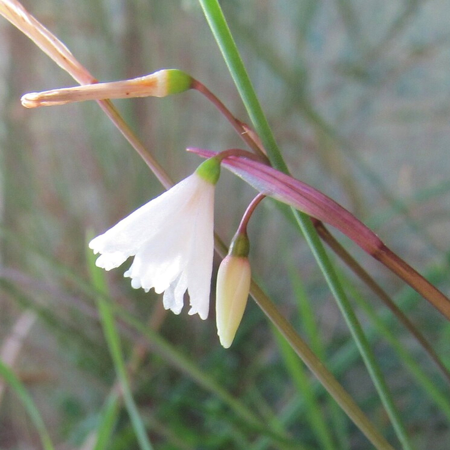 Acis Autumnalis Var Pulchella