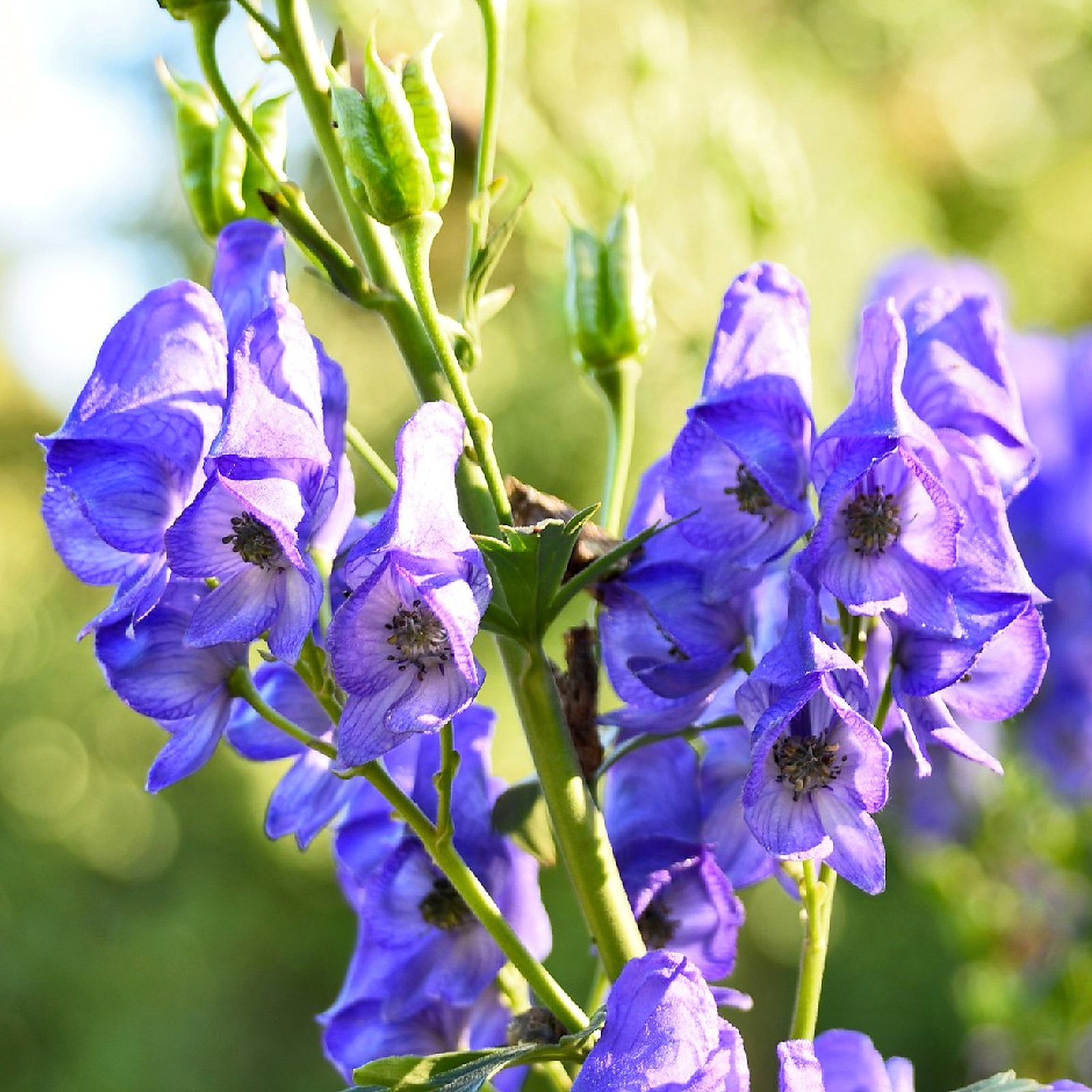 Aconitum Affinis Vilmorianianum