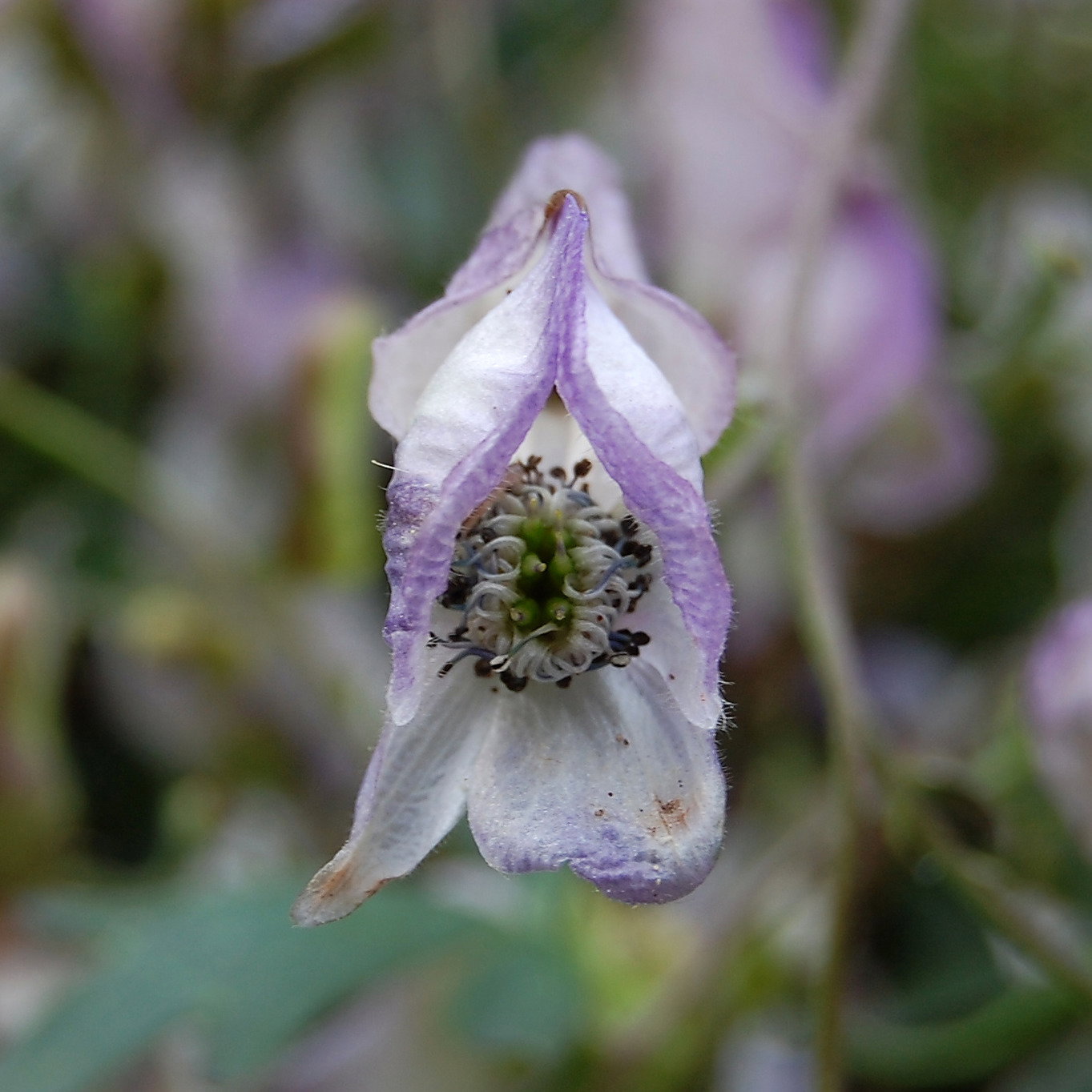 Aconitum Episcopale