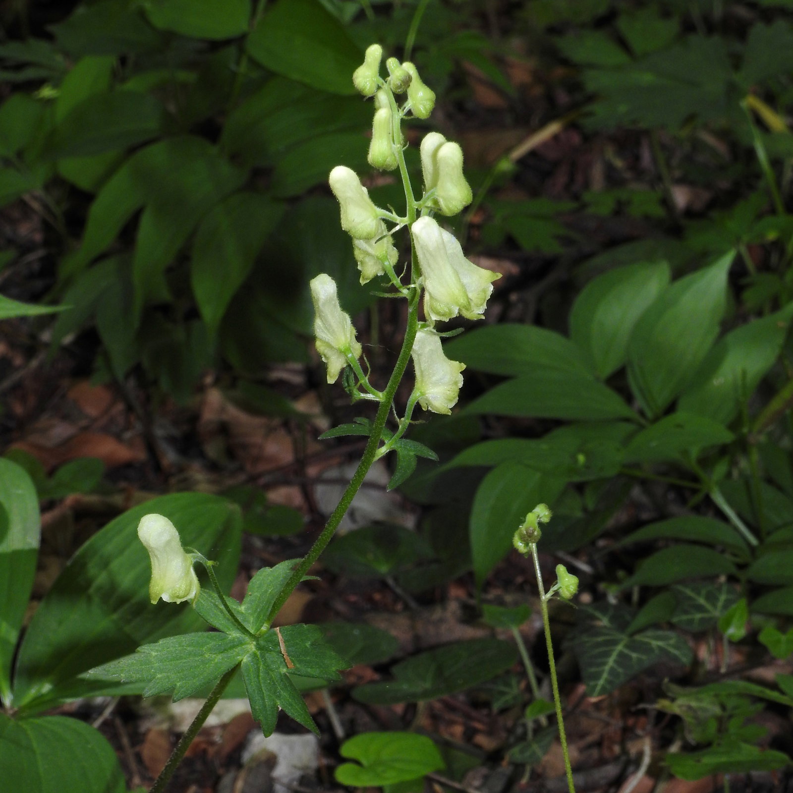Aconitum Lycoctonum