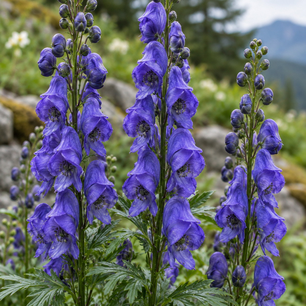 Aconitum Tsaii