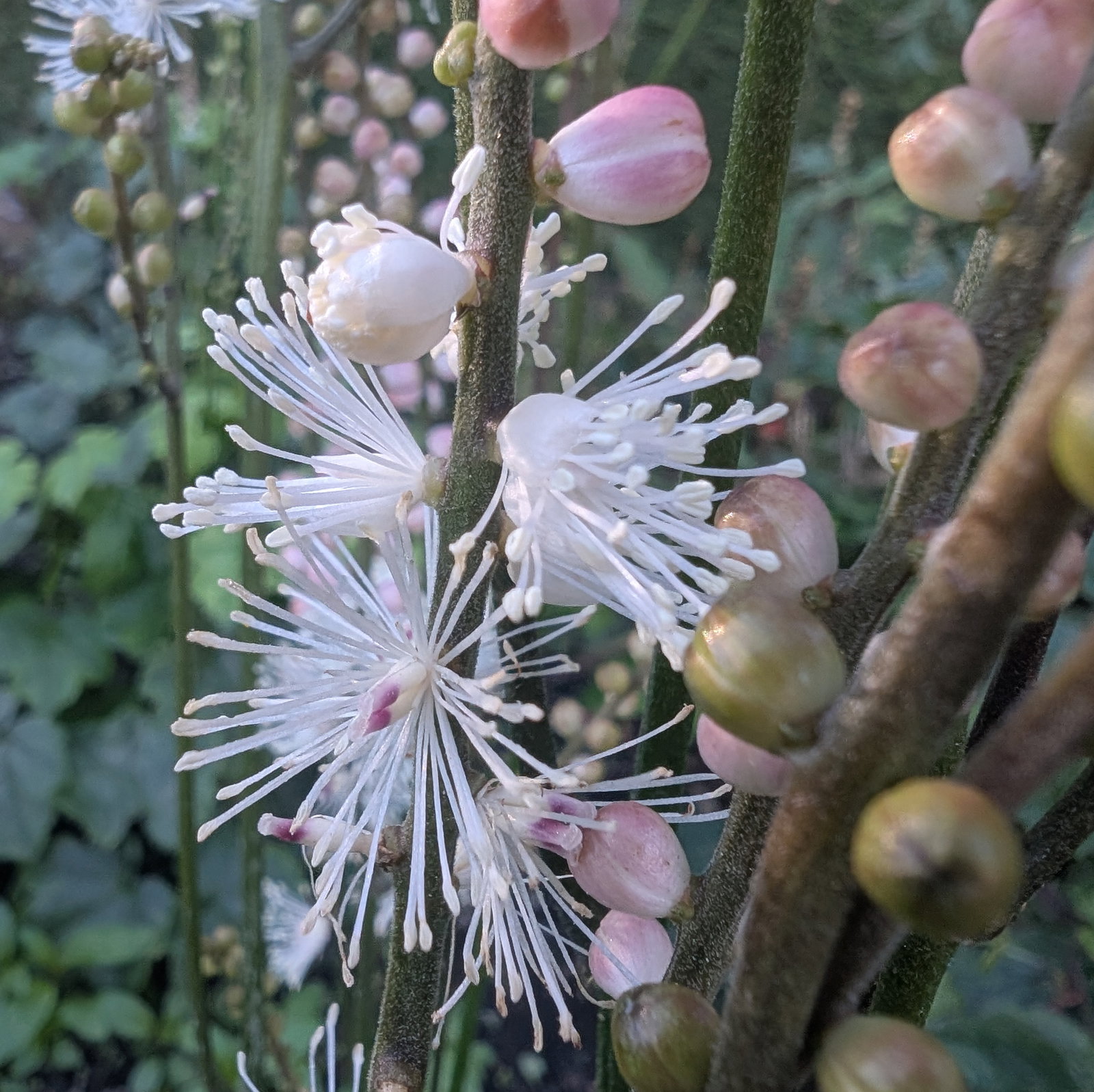 Actaea Japonica Cheju Do