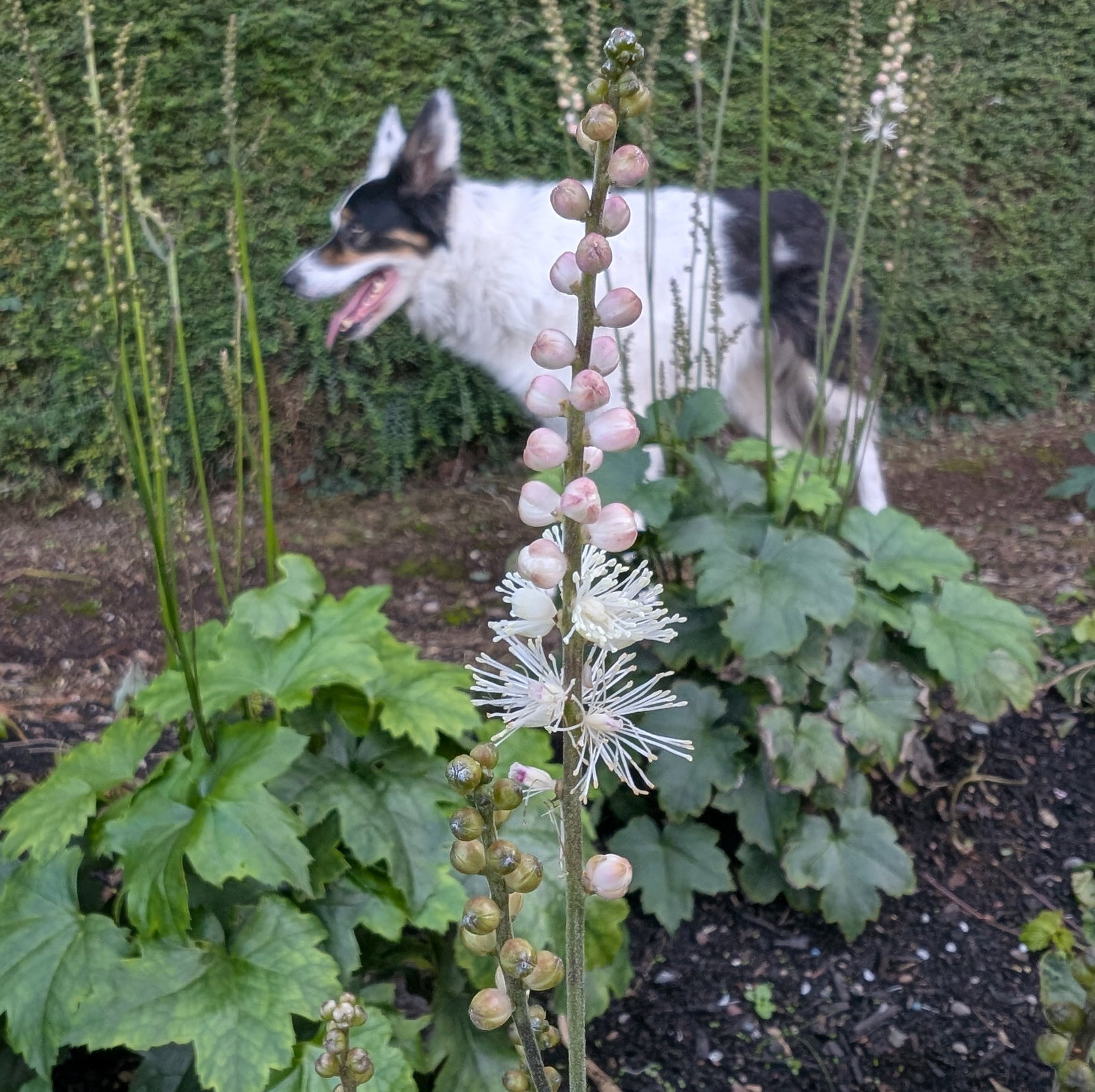 Actaea Japonica Cheju Do