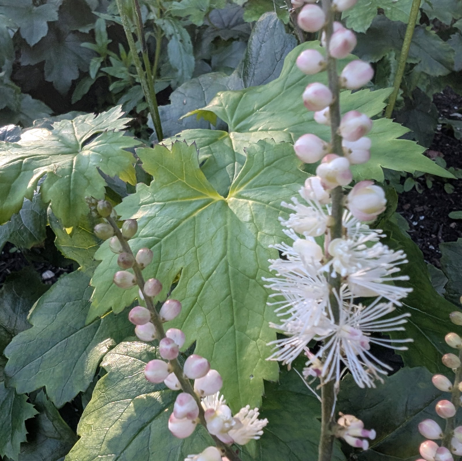 Actaea Japonica Cheju Do