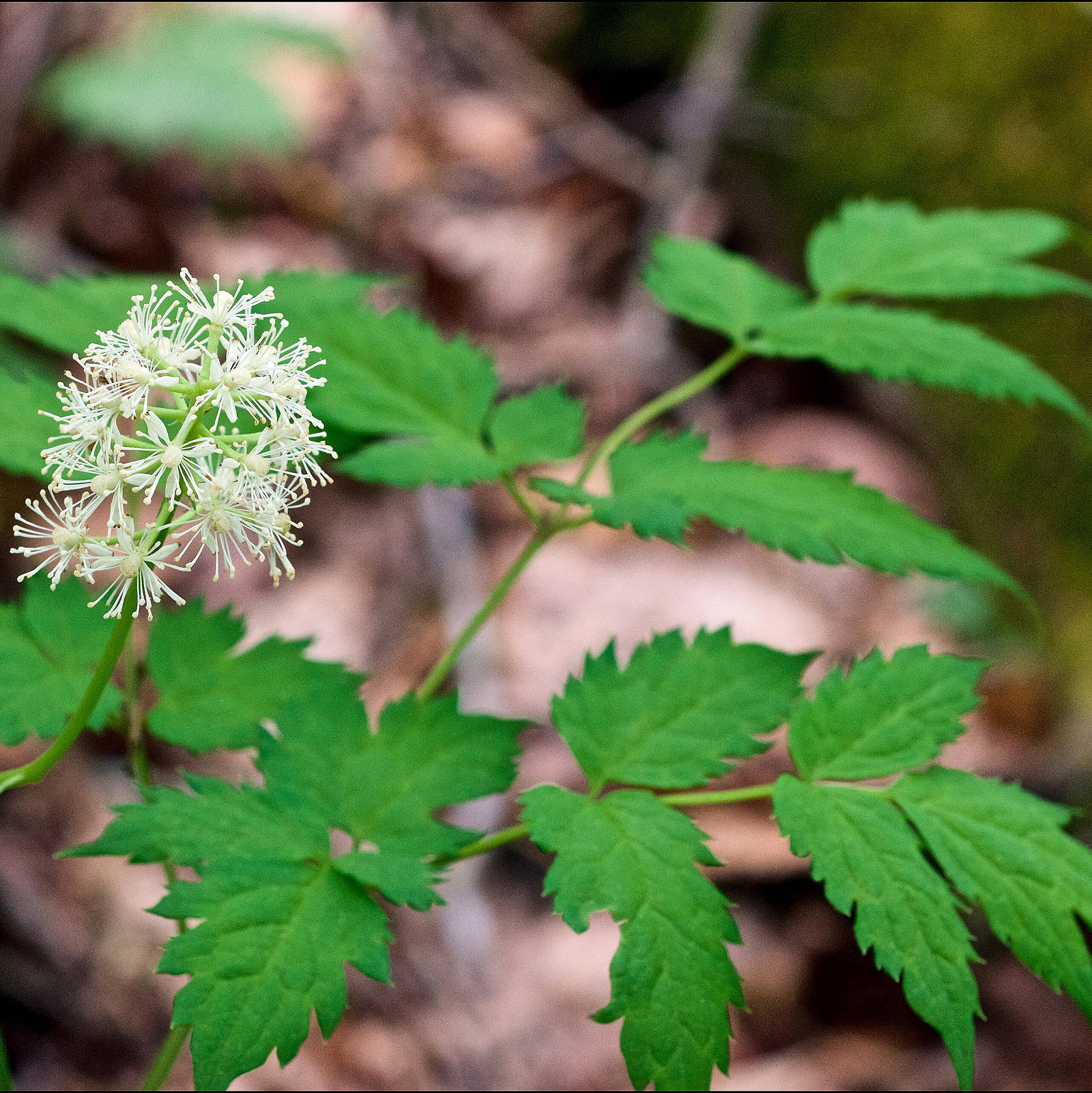 Actaea Pachypoda