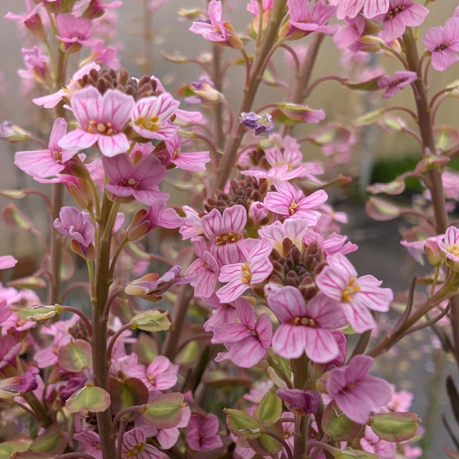 Aethionema Oppositifolium