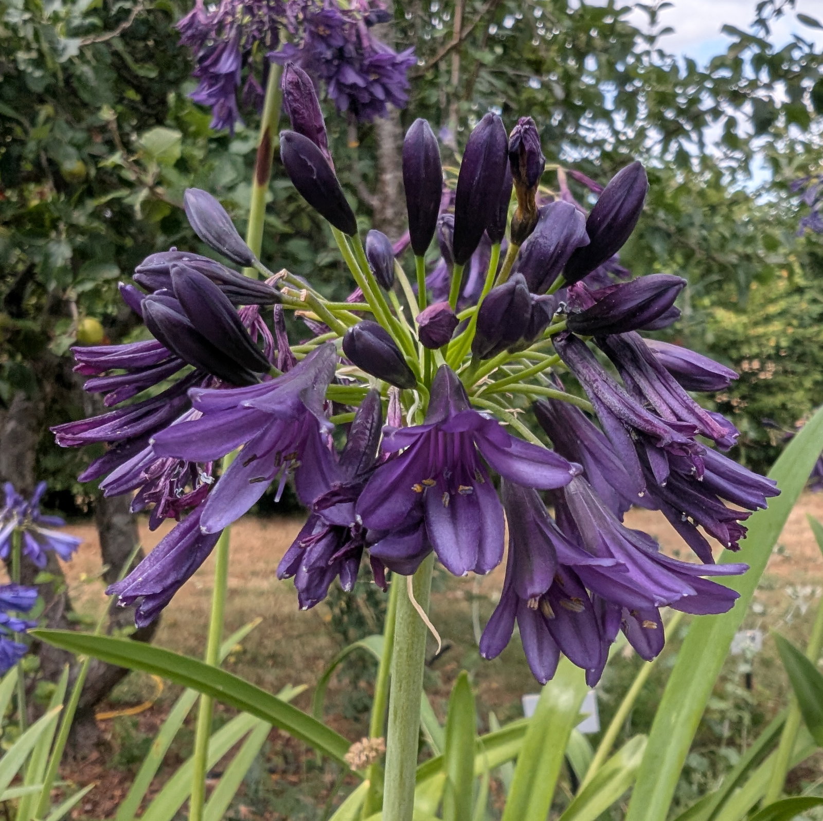 Agapanthus Black Amethyst