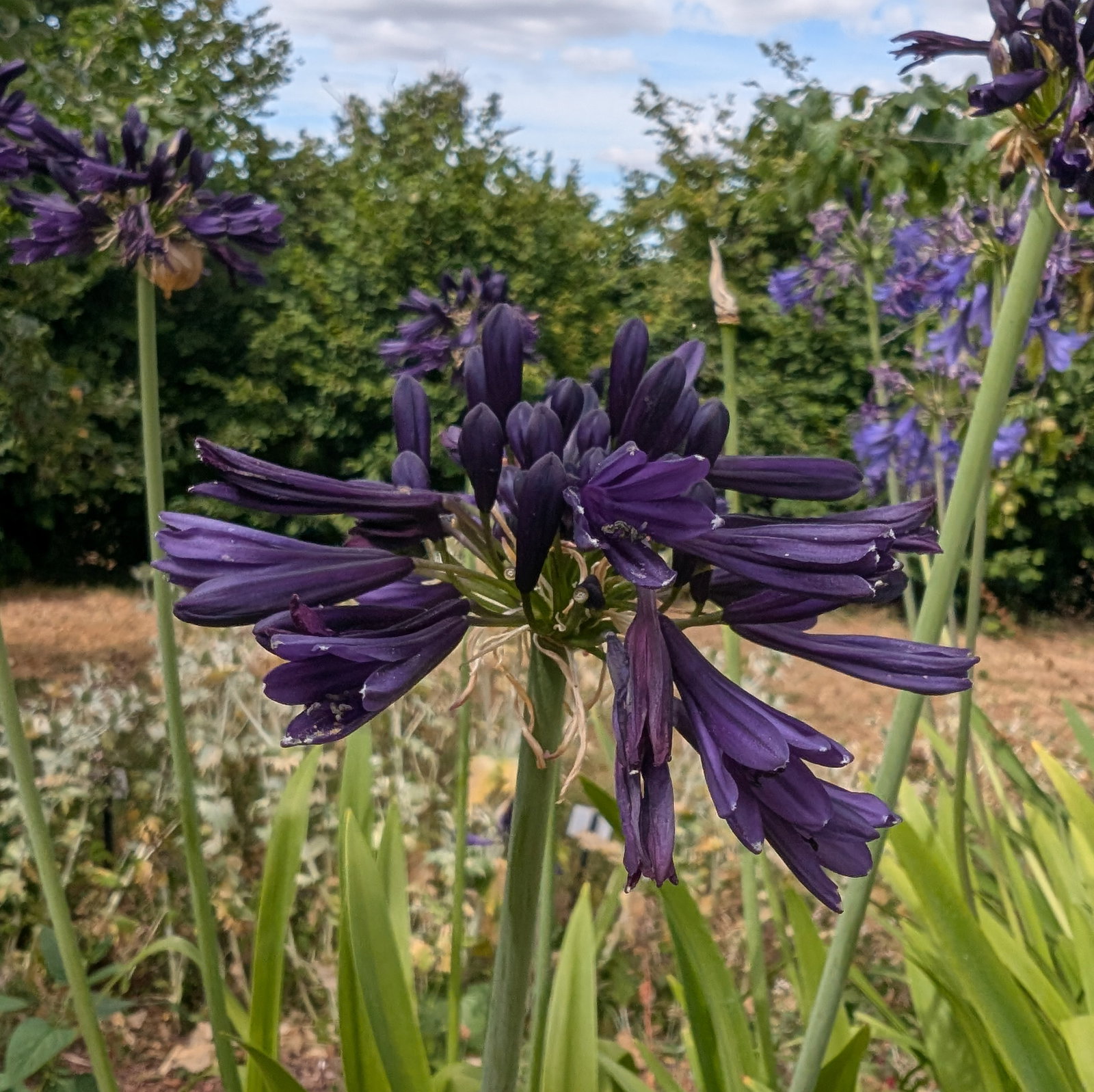 Agapanthus Black Amethyst