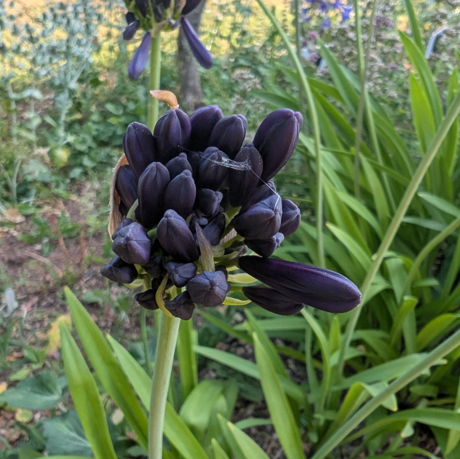 Agapanthus Black Amethyst