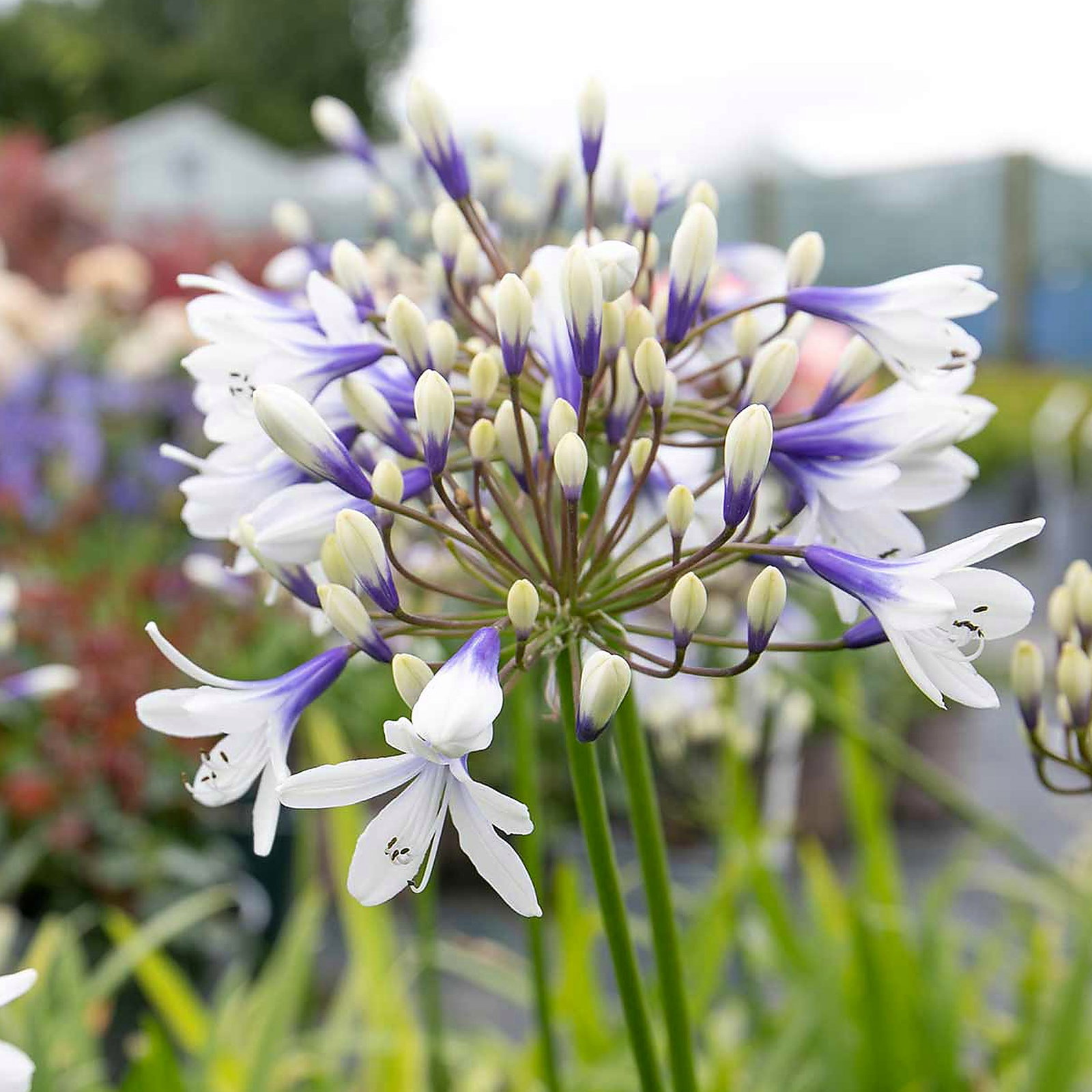 Agapanthus Twister Seedlings