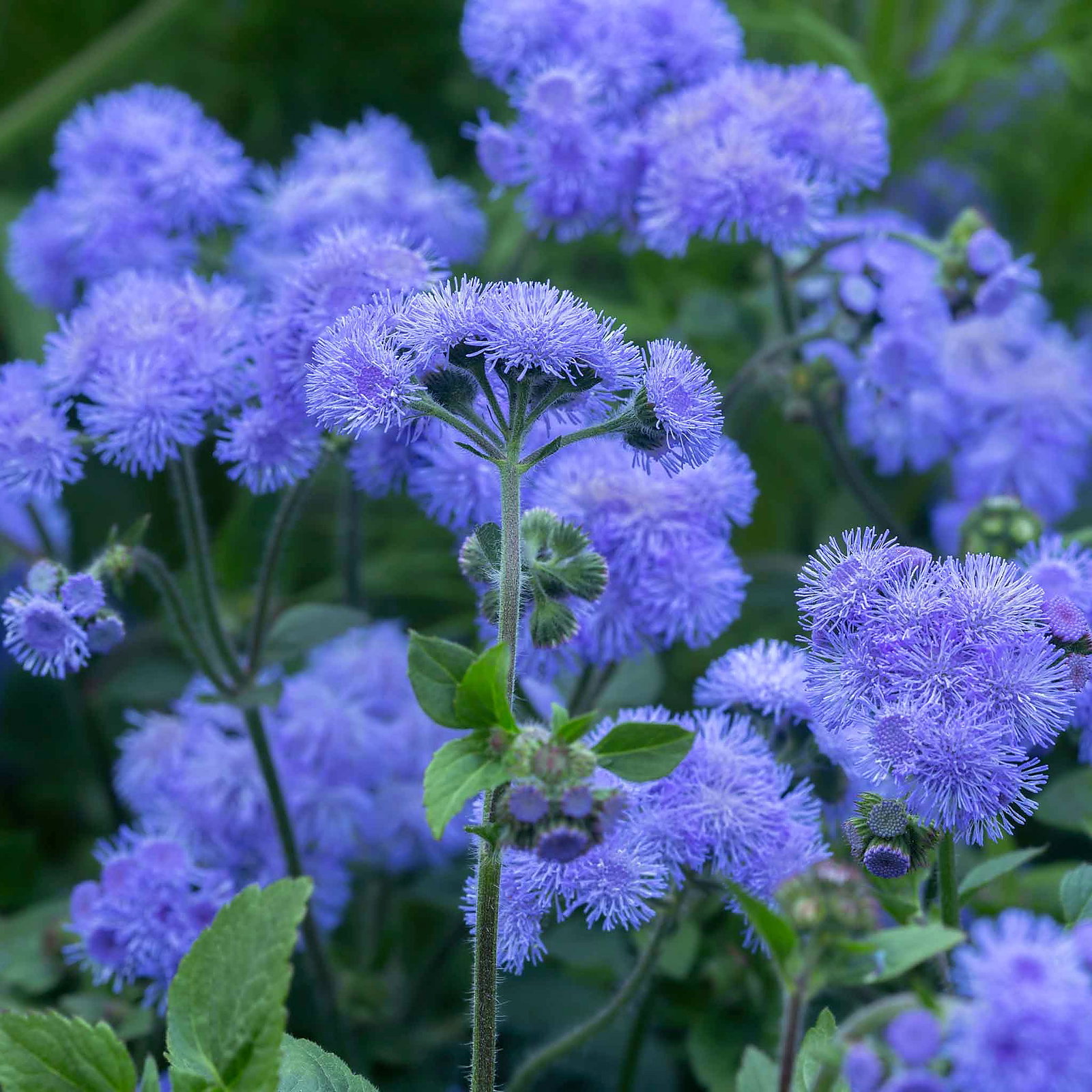 Ageratum Houstonianum 'Dondo Blue'