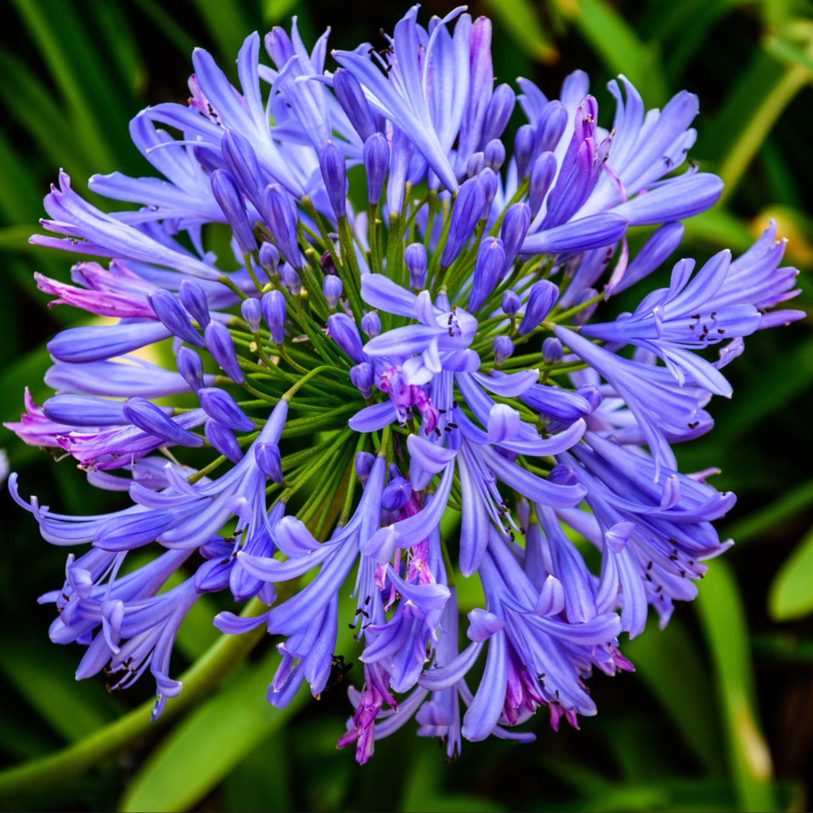 Agapanthus Campanulatus