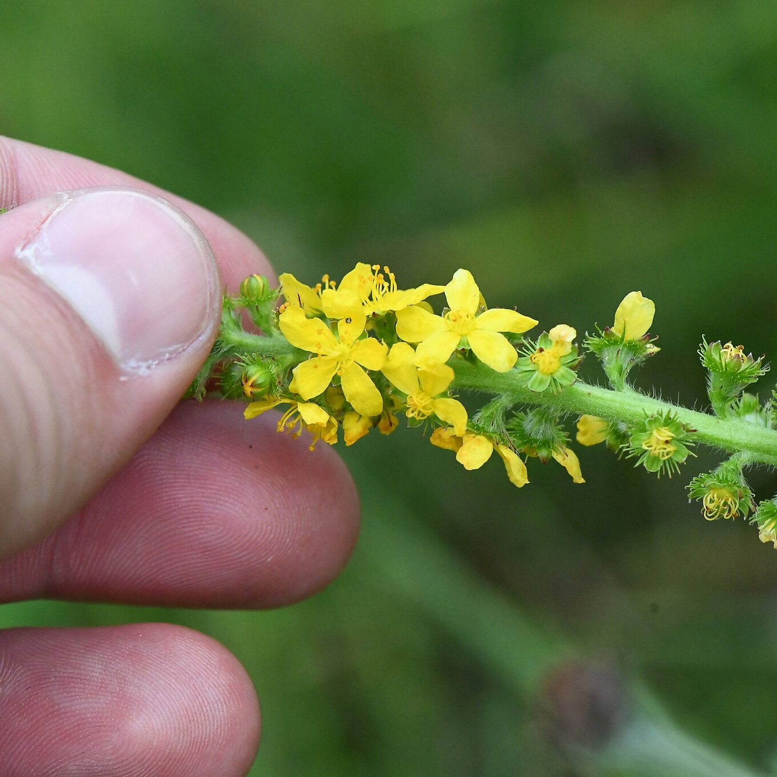 Agrimonia Procera
