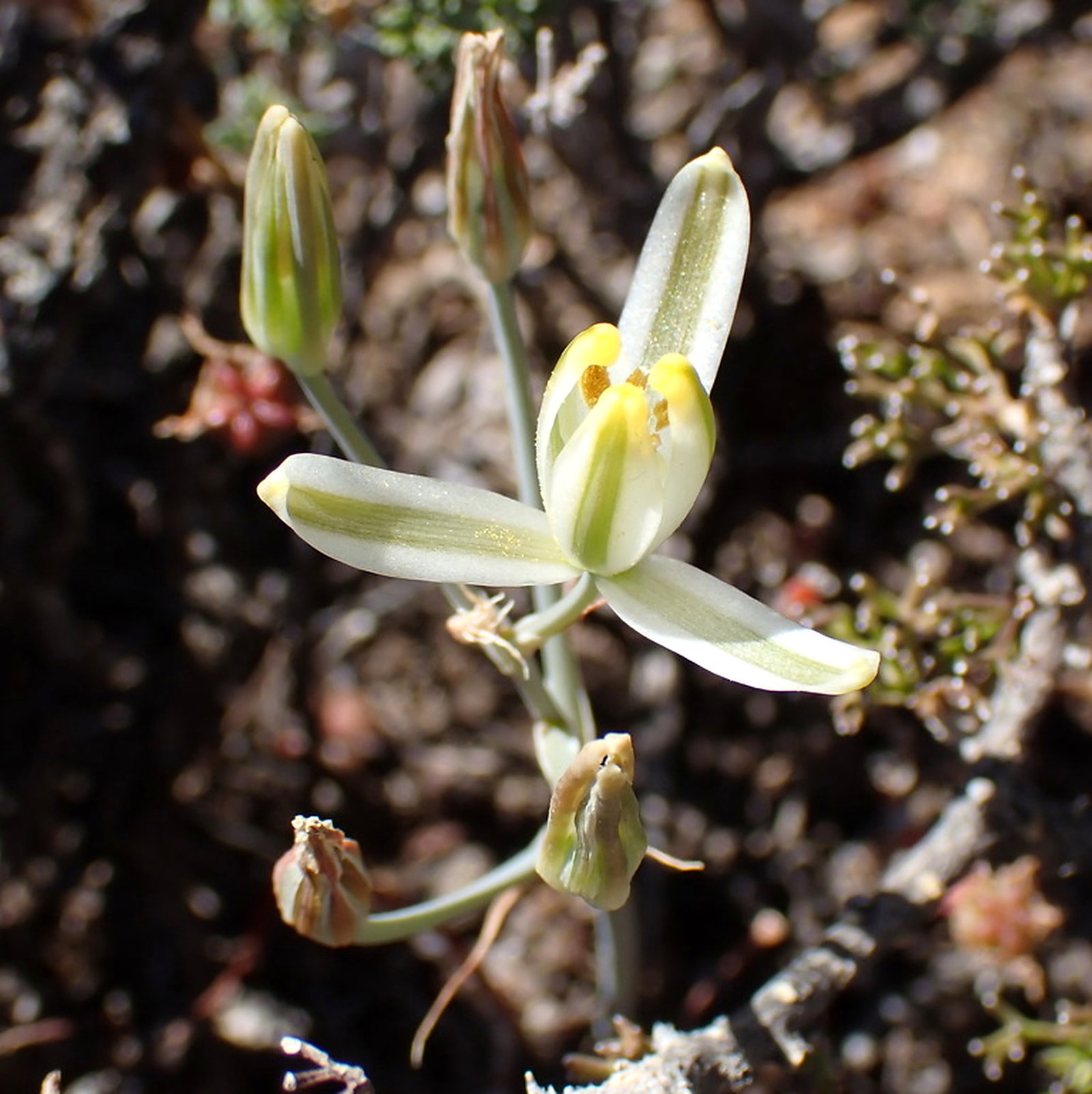 Albuca Tenuifolia