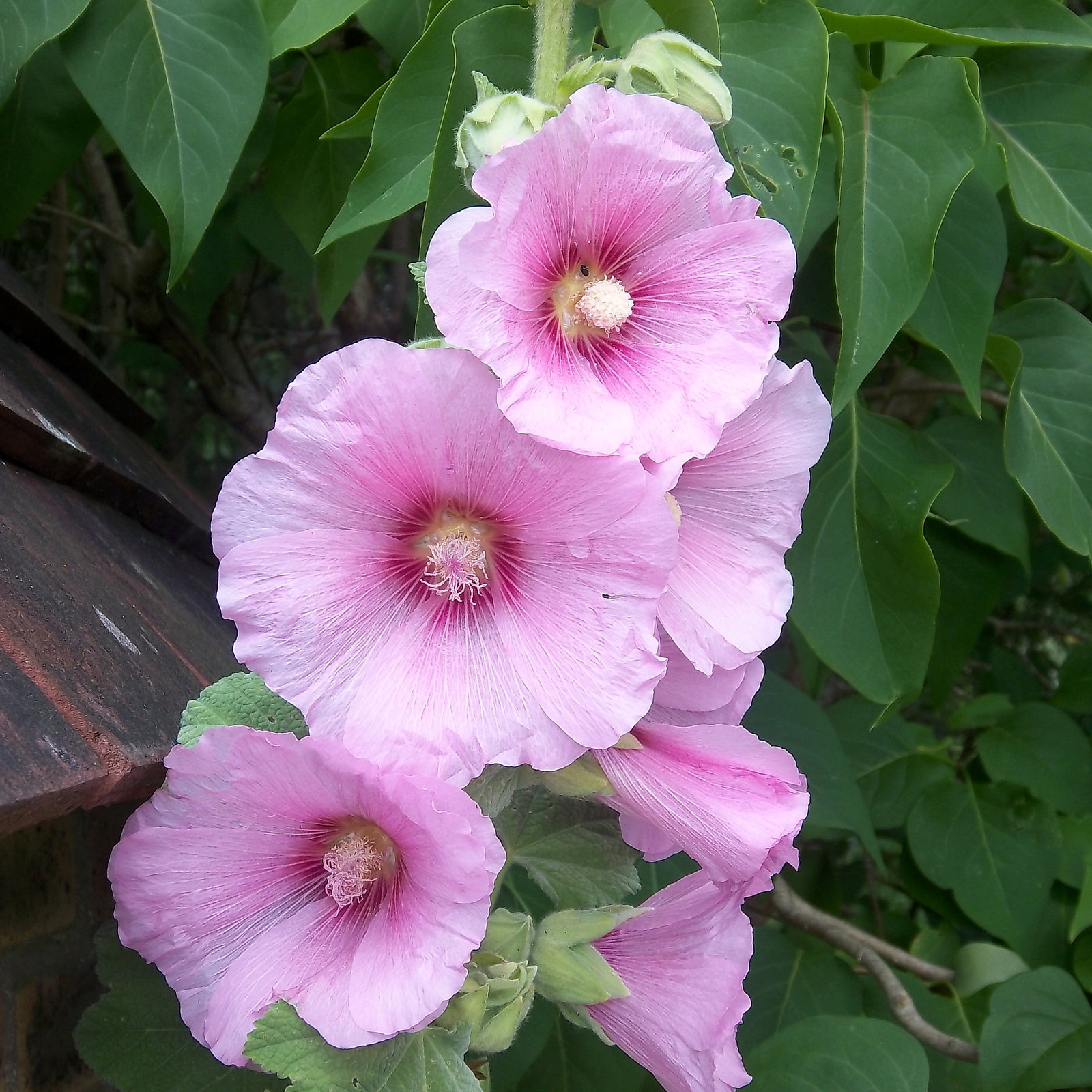 Alcea Rosea Simplex