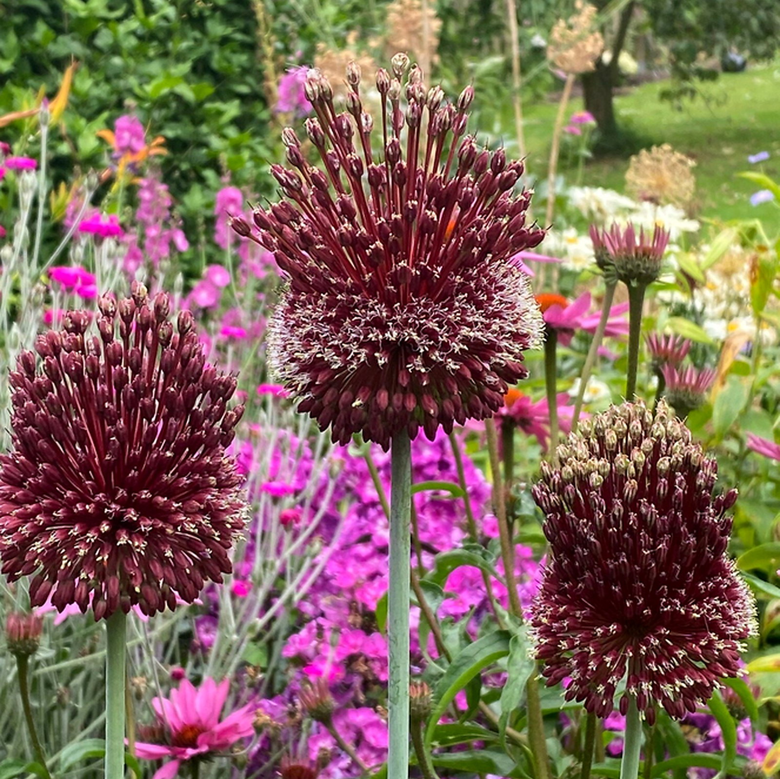 Allium Amethystinum 'Red Mohican'