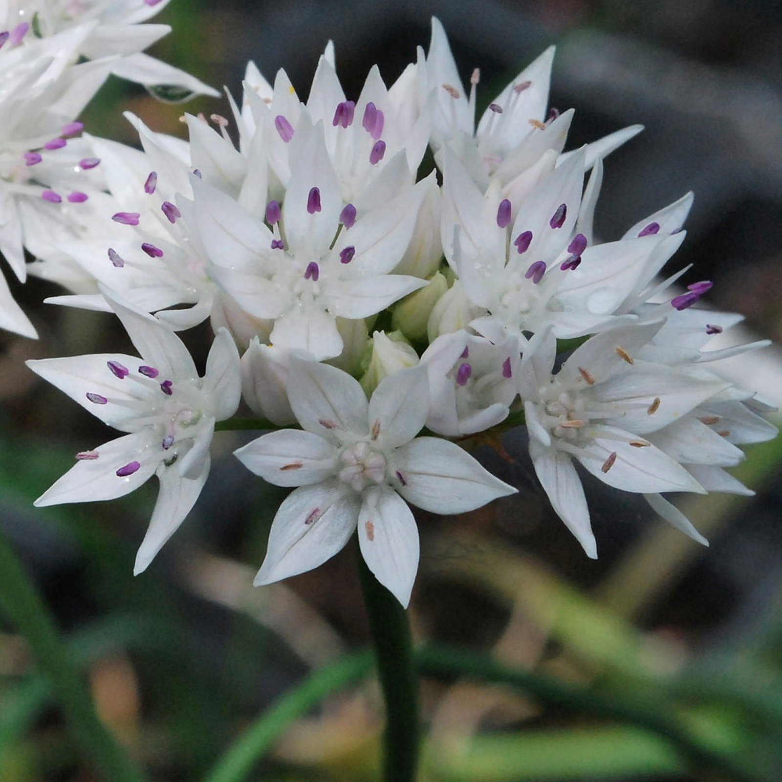 Allium Amplectens 'Graceful Beauty'