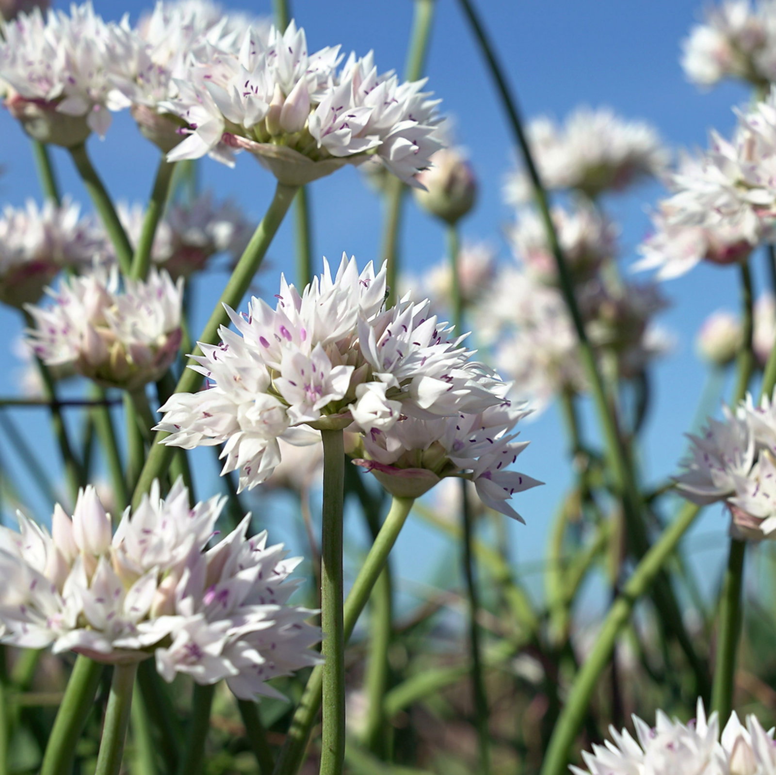 Allium Amplectens