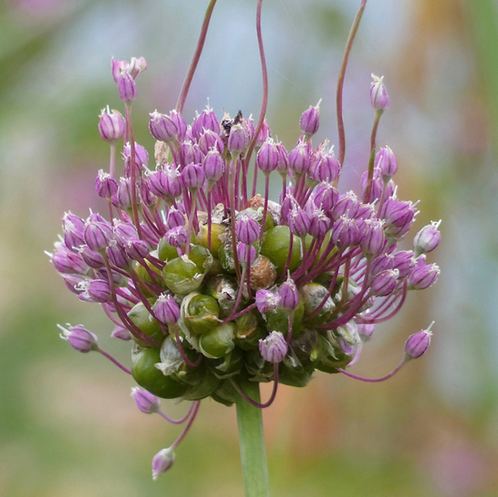 Allium Babingtonii