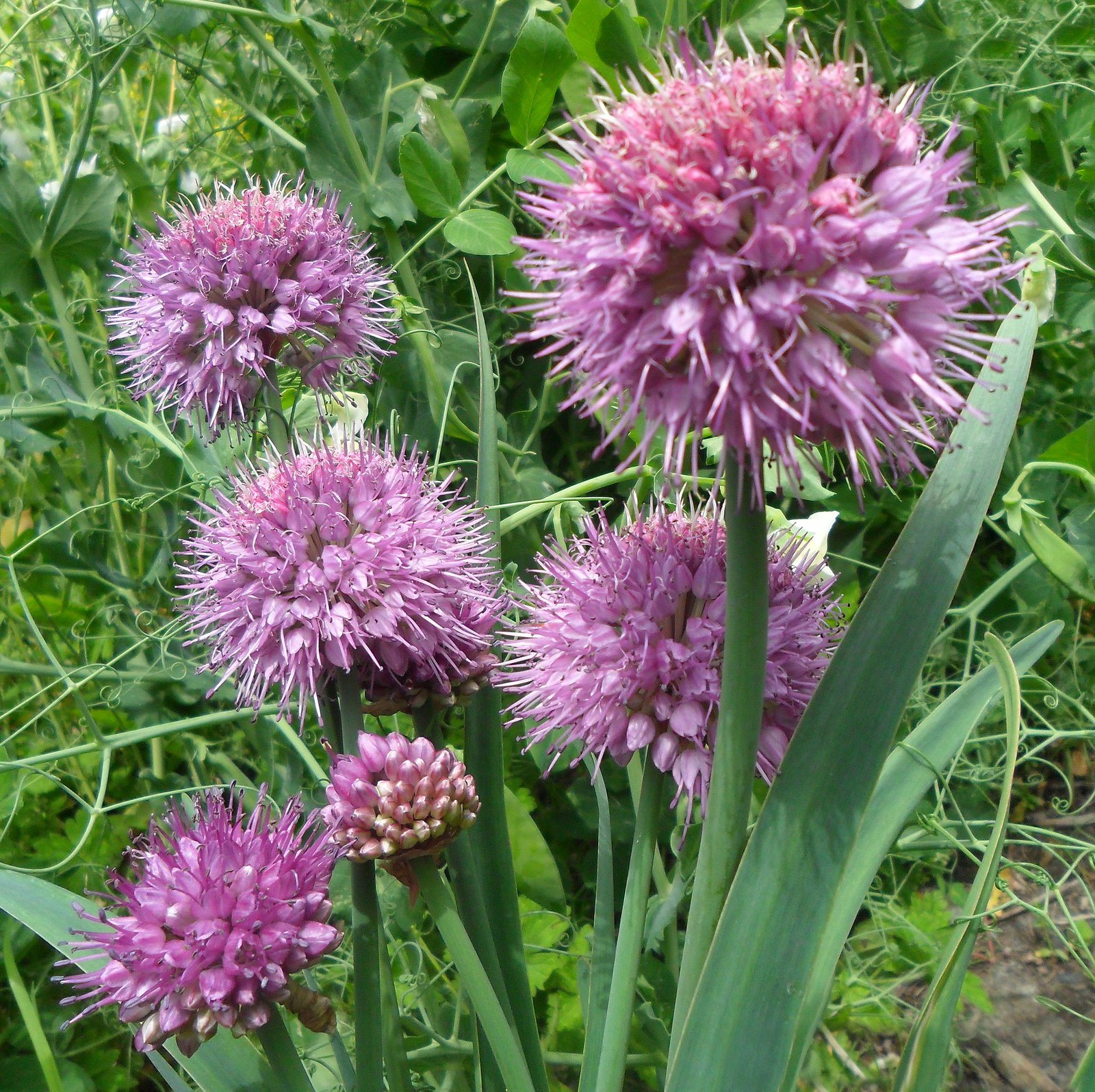 Allium Carolinianum