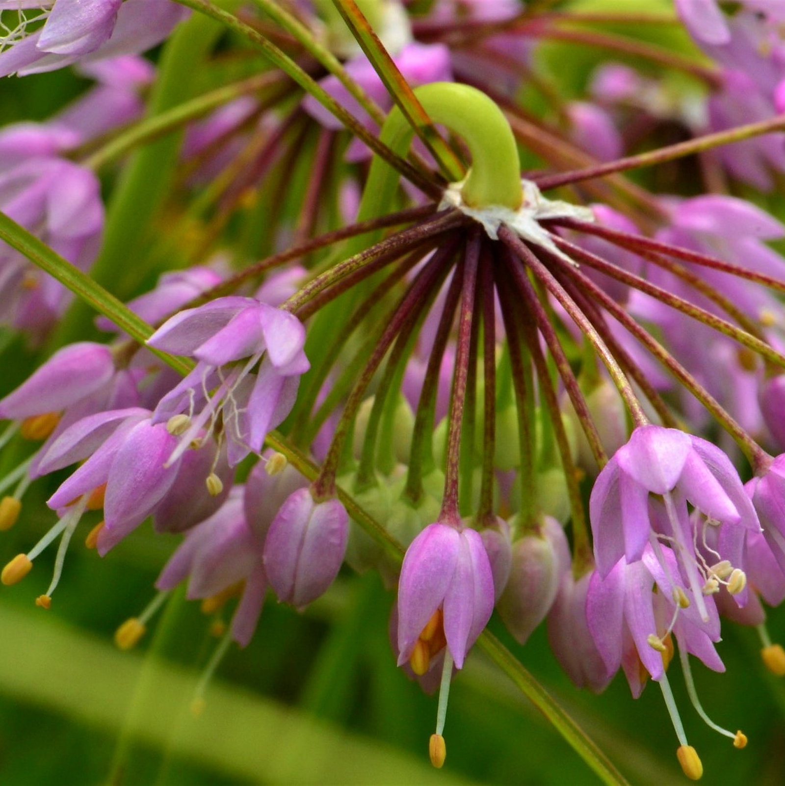 Allium Cernuum 'Pink Giant'
