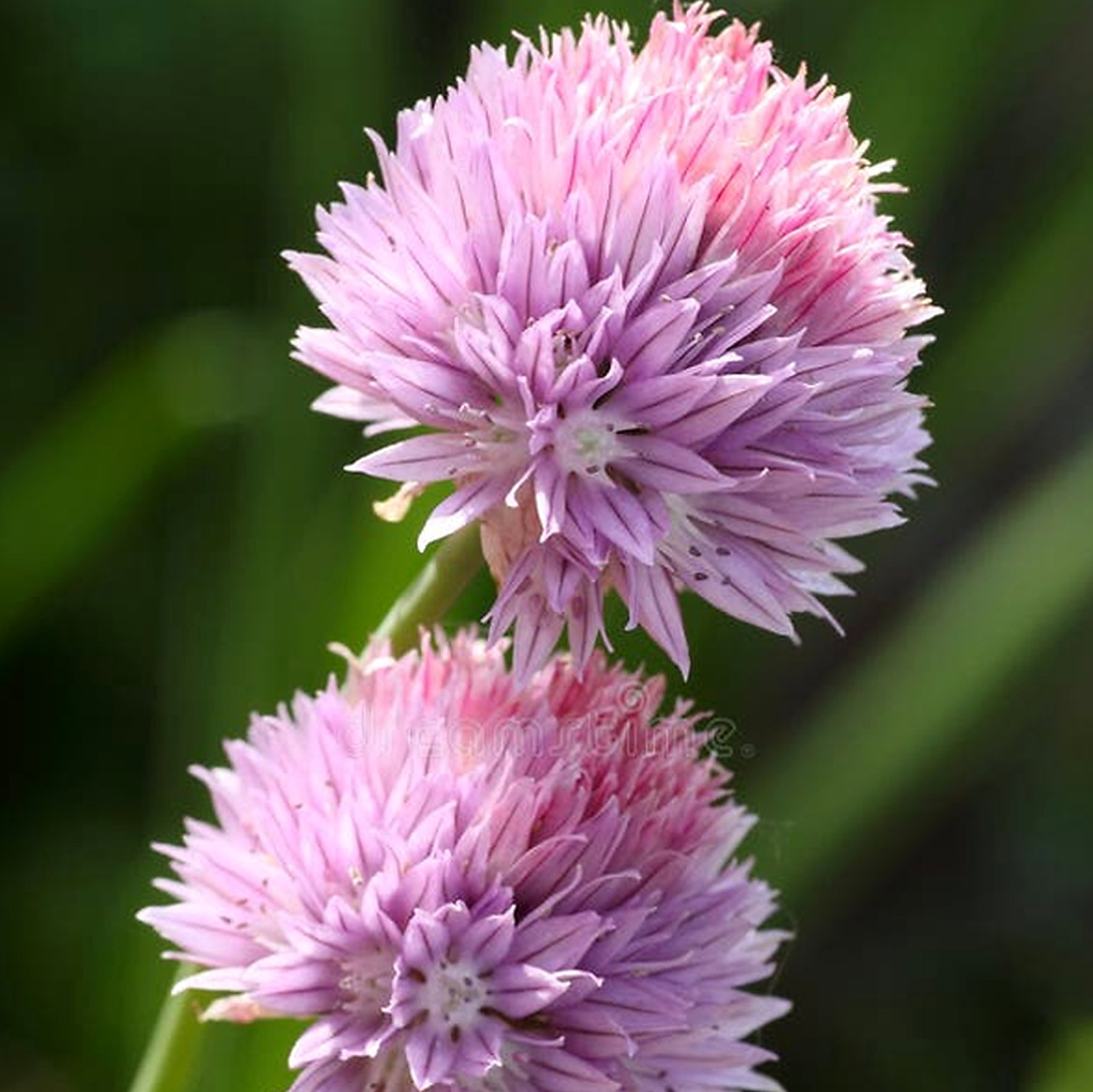Allium Elburzense