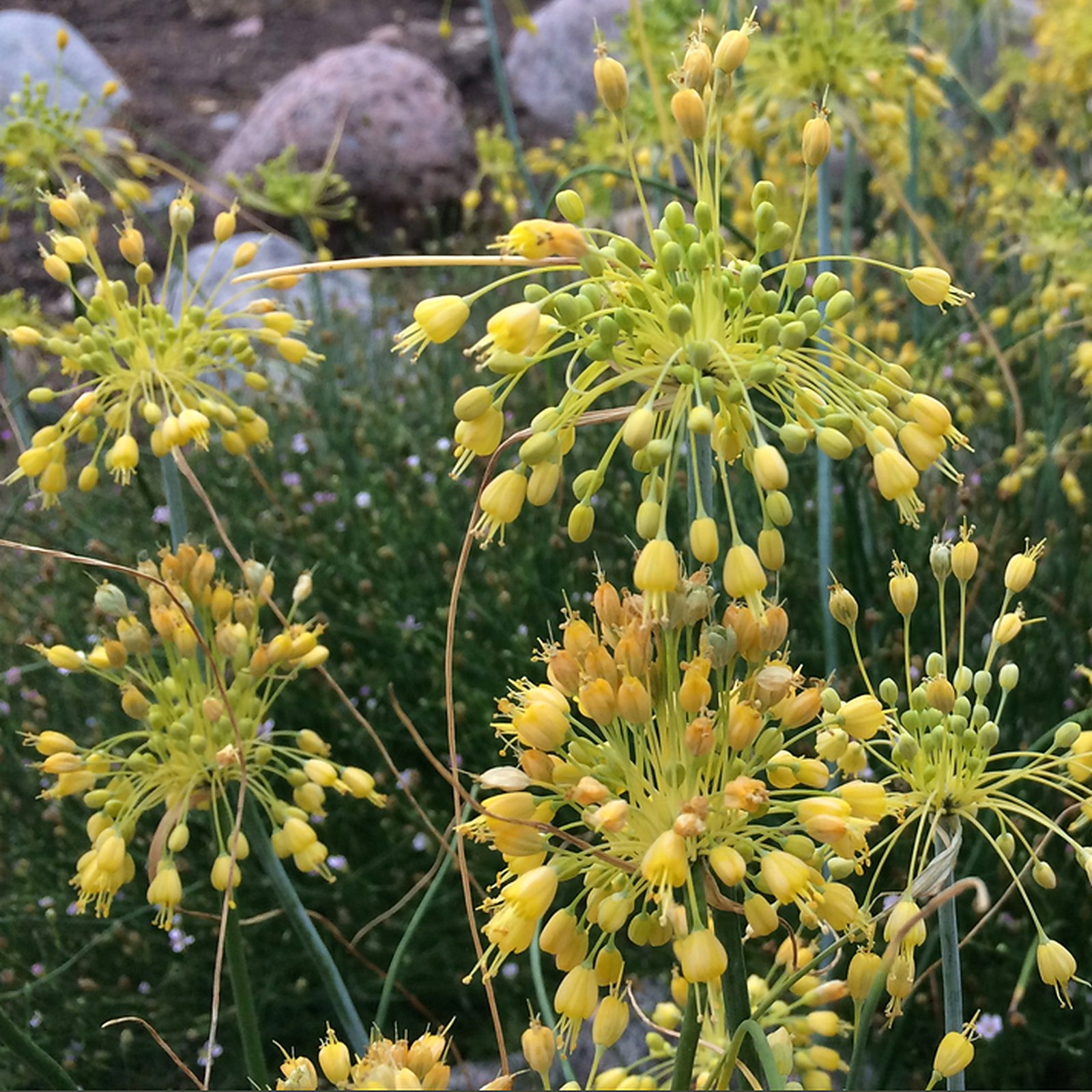 Allium Flavum Var. Minus