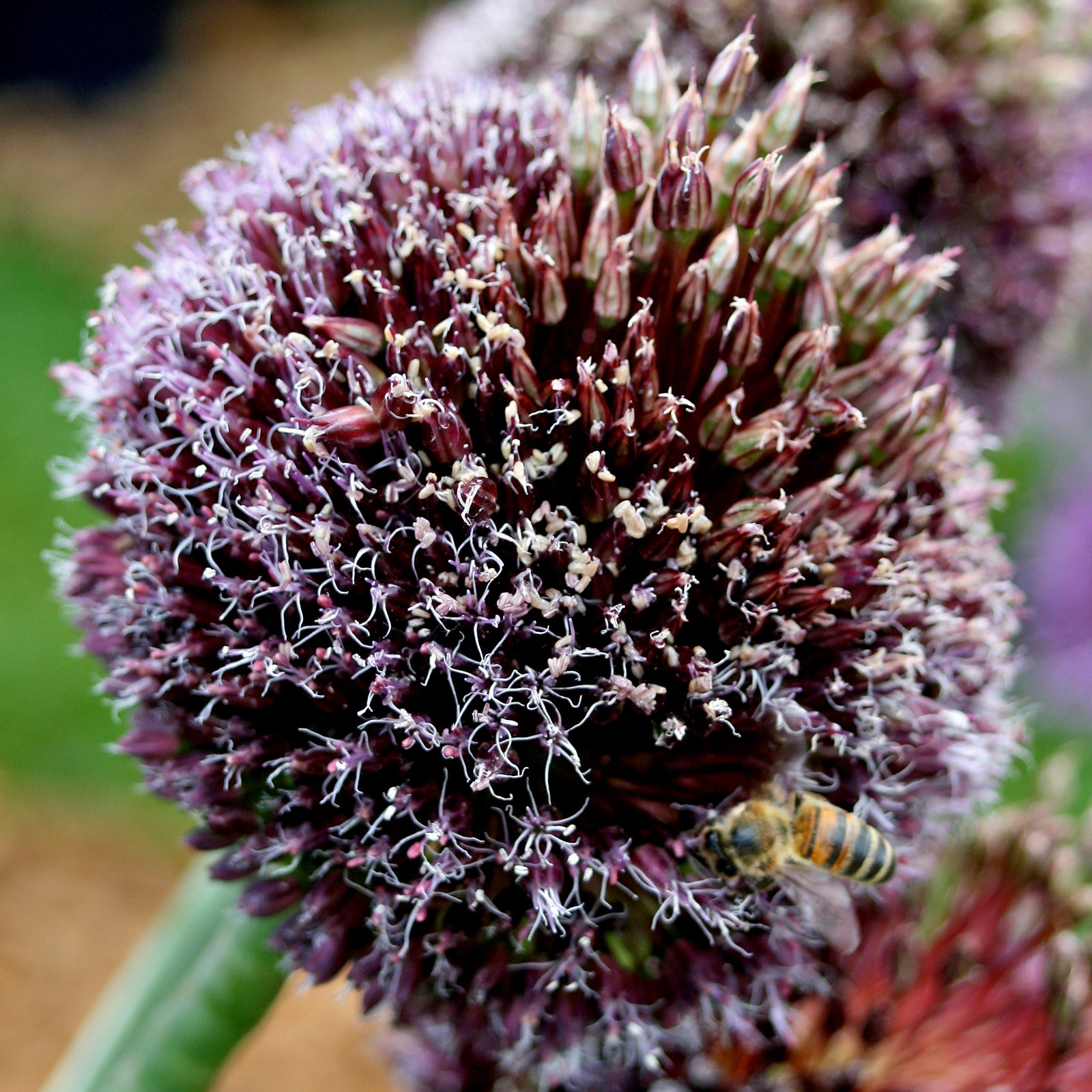 Allium 'Forelock'