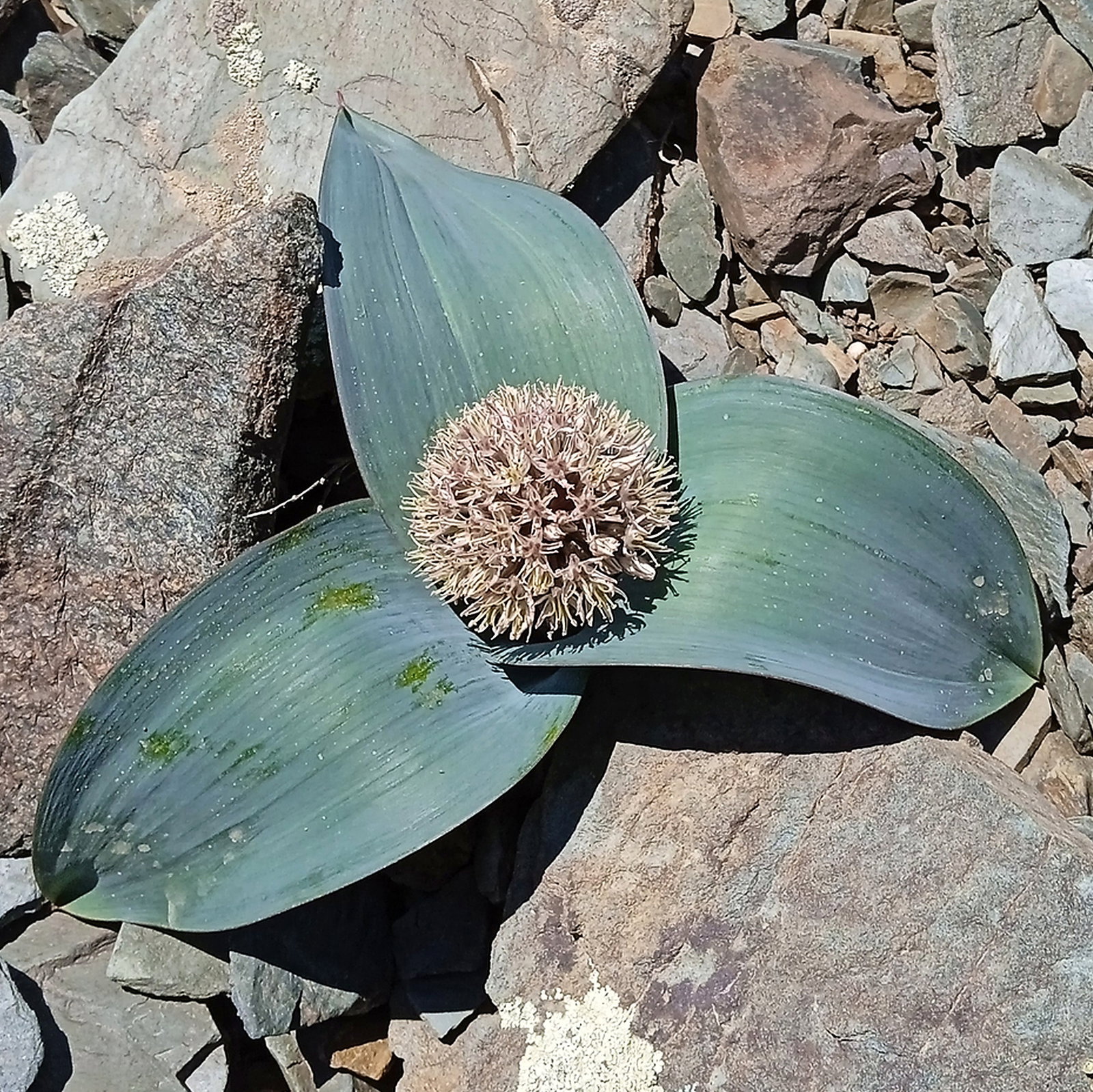 Allium Karataviense Subsp Henrikii