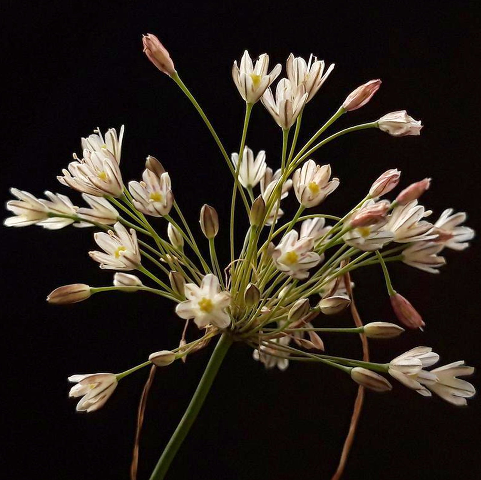 Allium Lenkoranicum