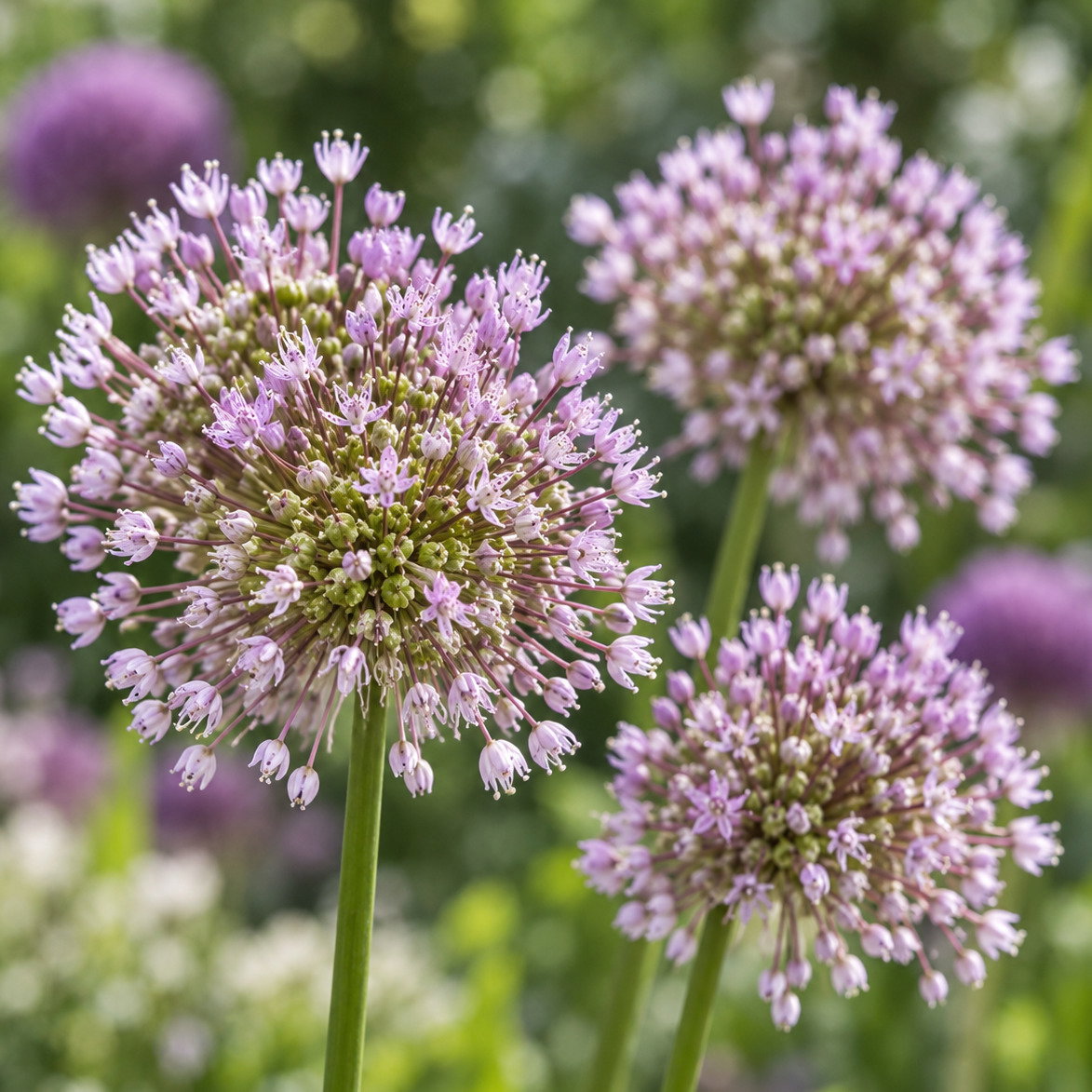 Allium Loratum