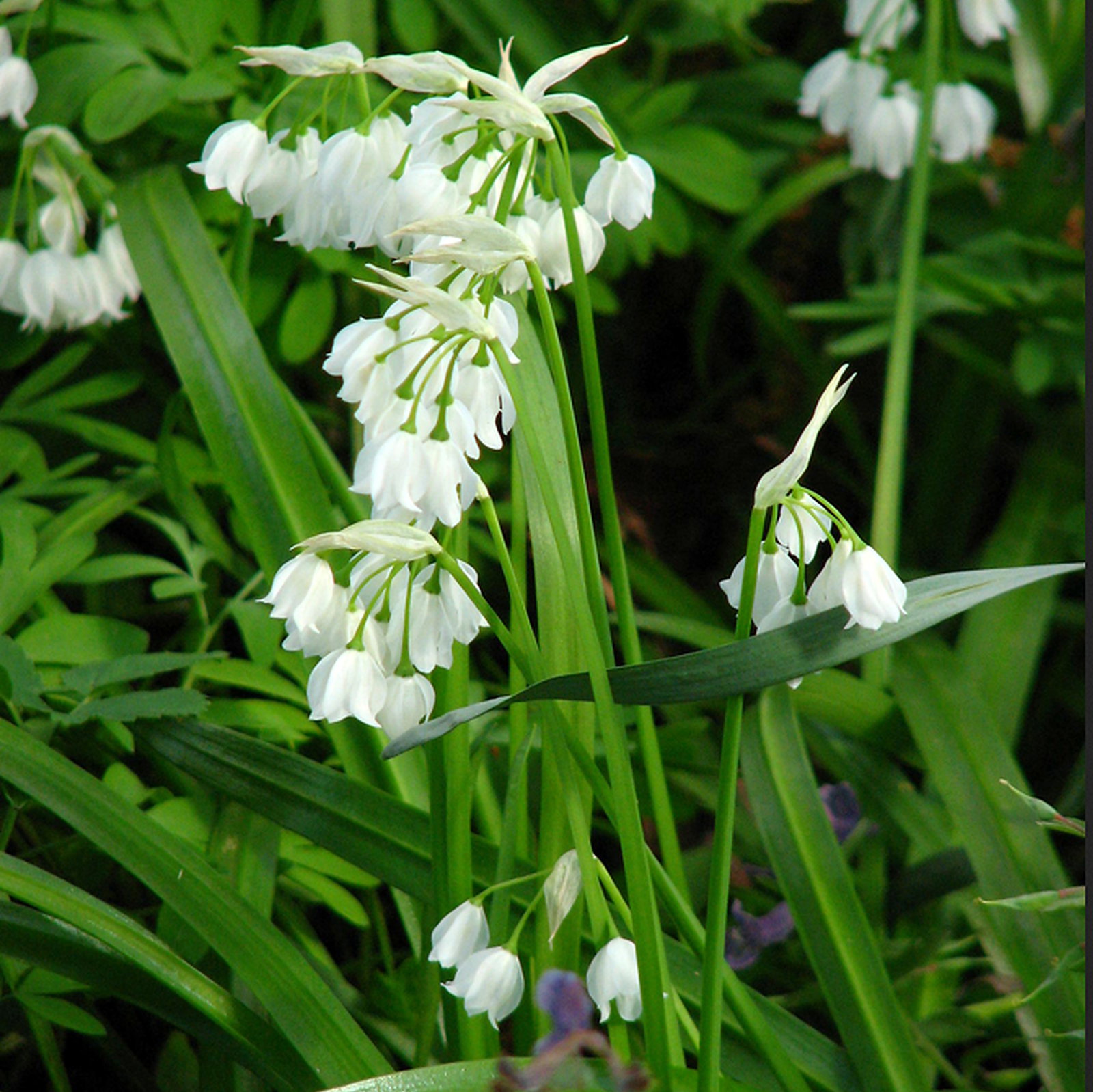 Allium Paradoxum Var. Normale