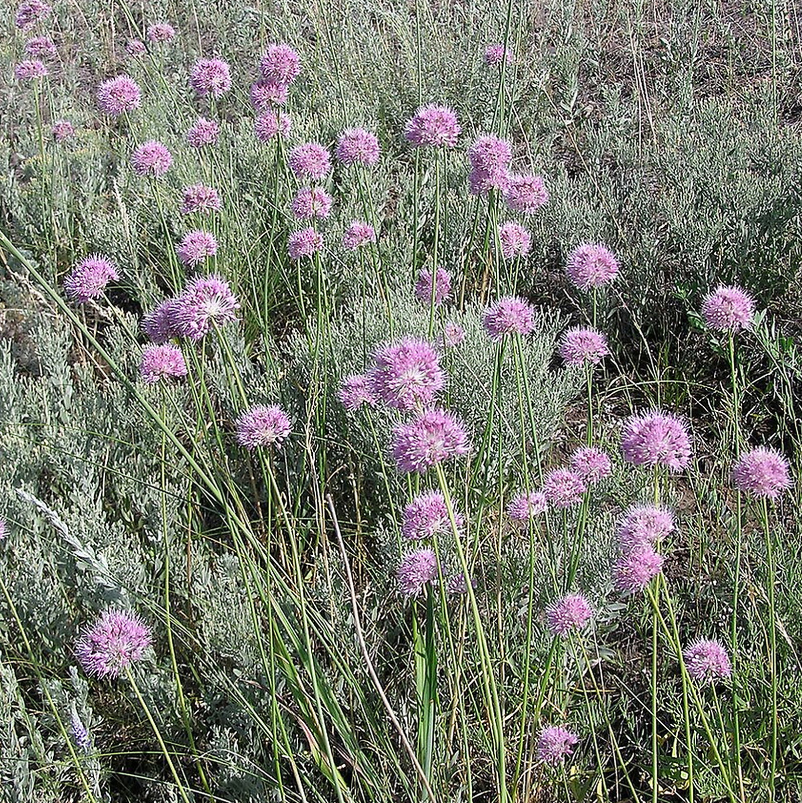 Allium Saxatile